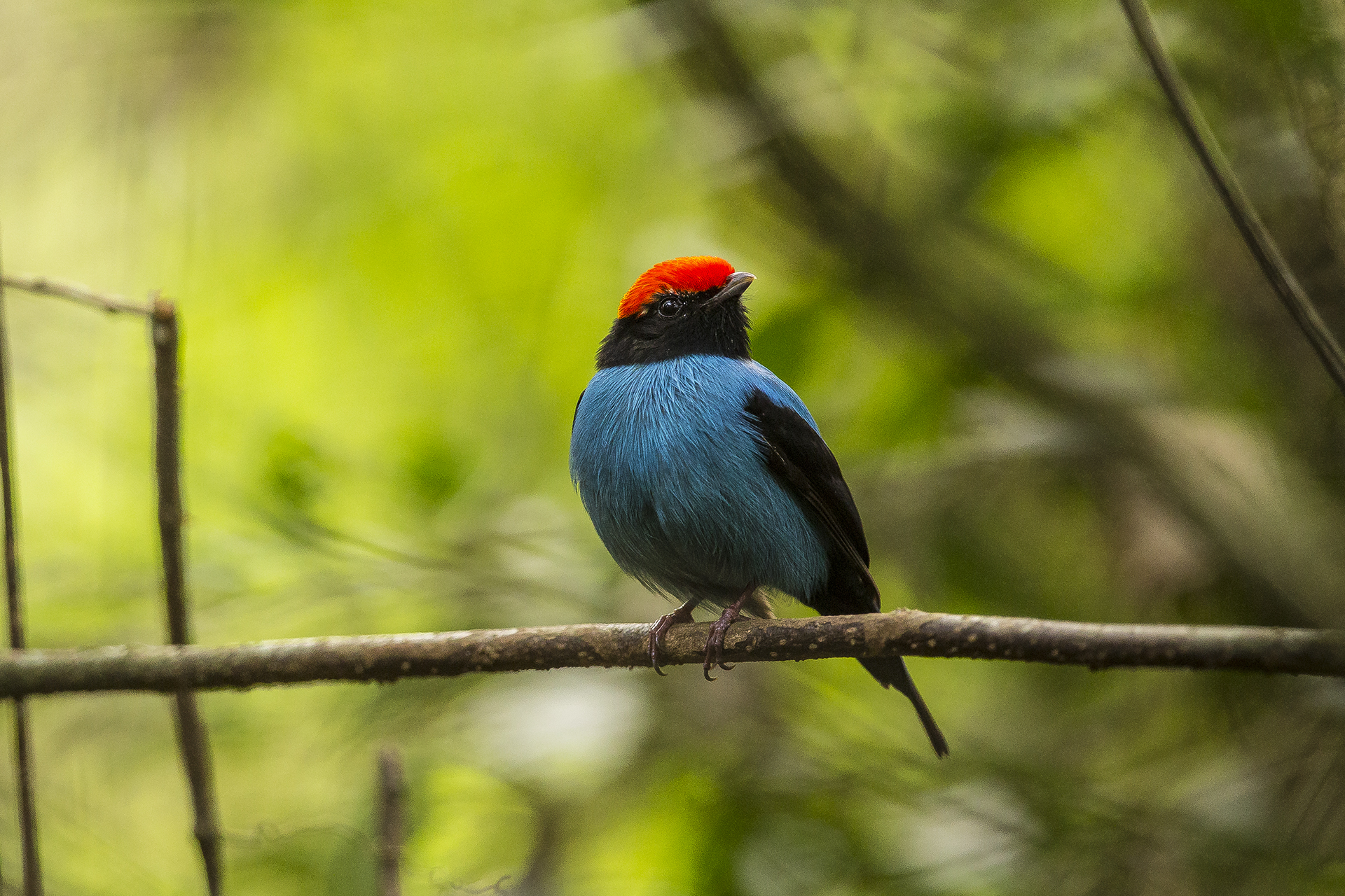 Blue Manakin by Emilio White, Iguazu, Argentina