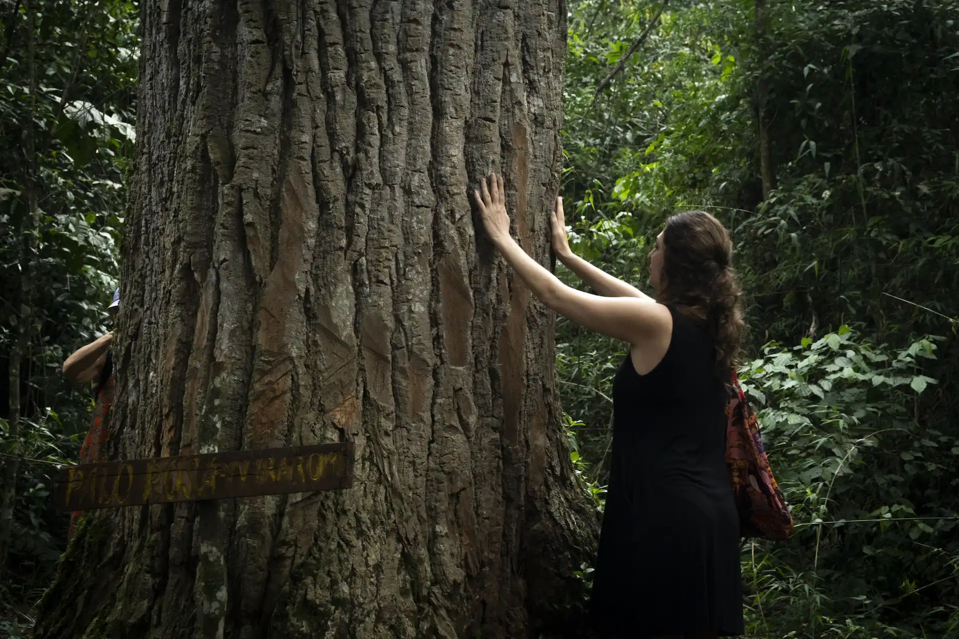 Woman touching the trunk of a large tree in a dense forest, surrounded by lush vegetation.