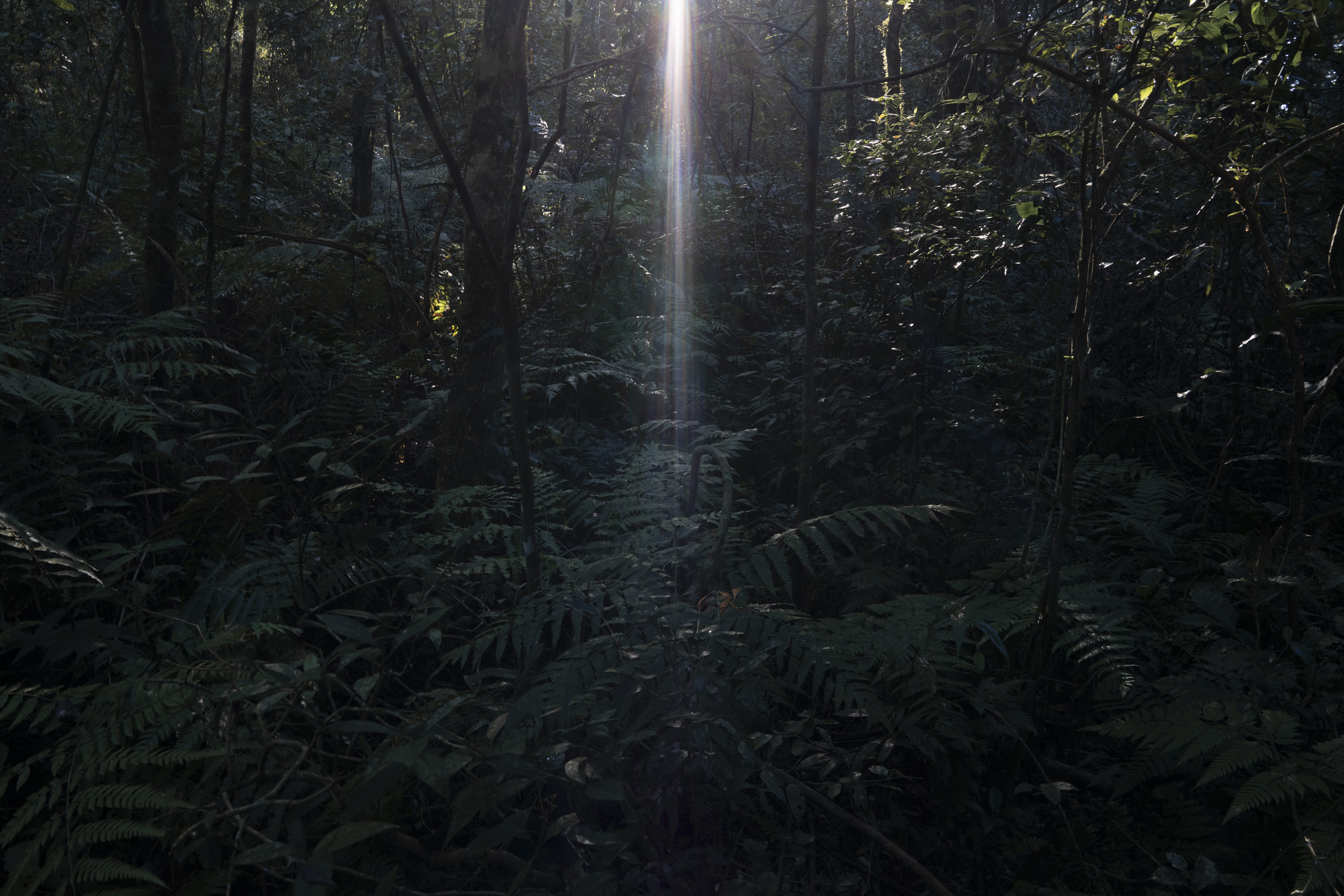 Sunbeam filtering through dense forest, illuminating ferns and trees in a shaded woodland.