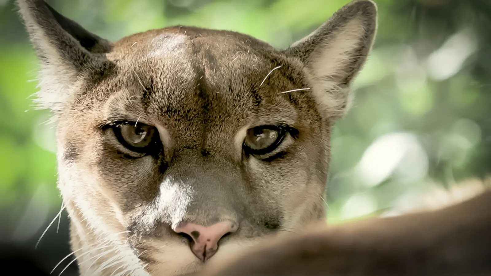 Close-up of a cougar’s face with focused eyes, soft fur details, and a blurred green forest background.