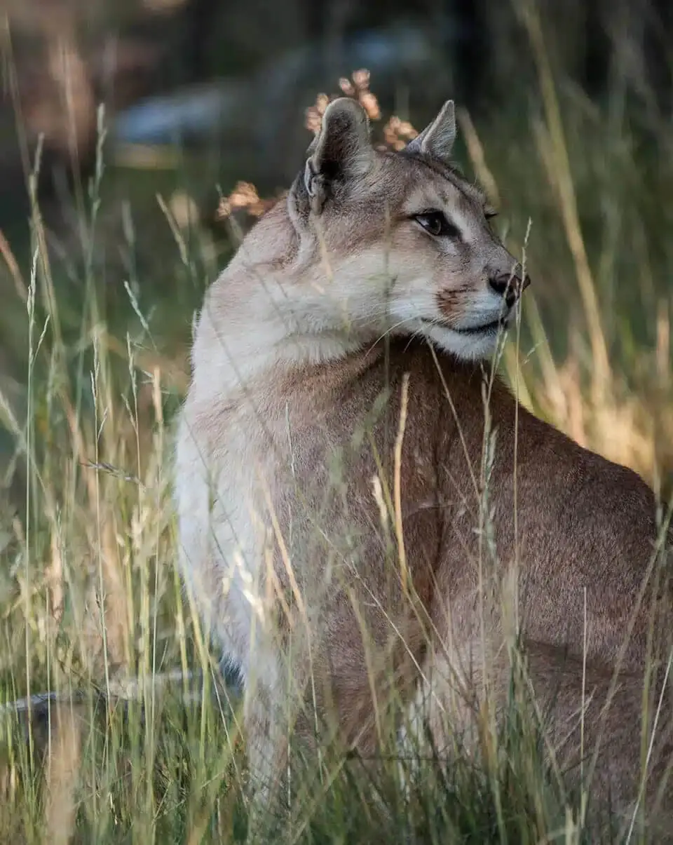 Mountain lion resting in tall grass, alert and looking sideways in a natural woodland setting.