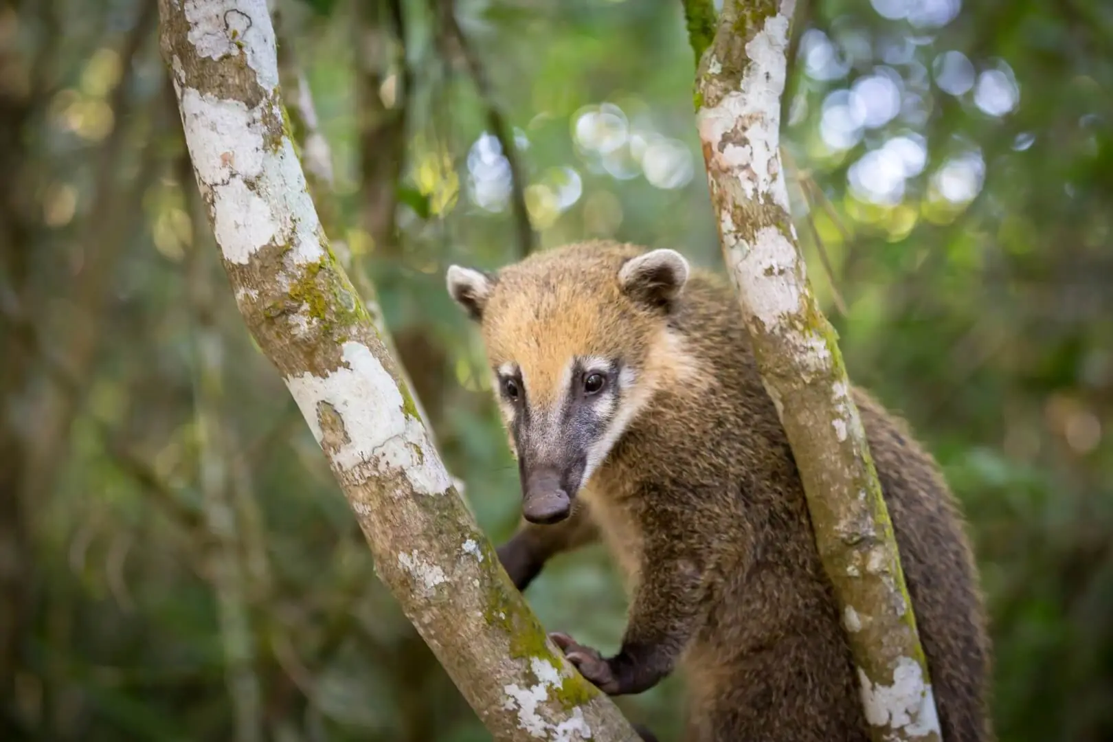 Coati perched between tree branches in a lush green forest, looking downward with an alert, curious expression.