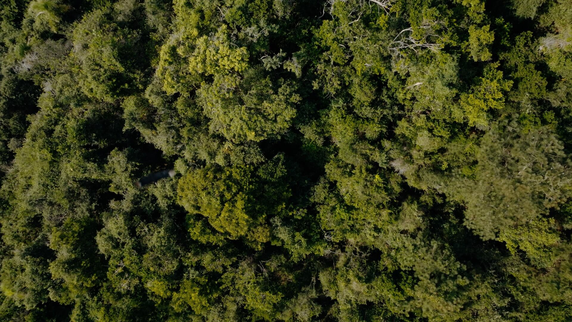Aerial view of dense green forest canopy with varied tree textures and shades.