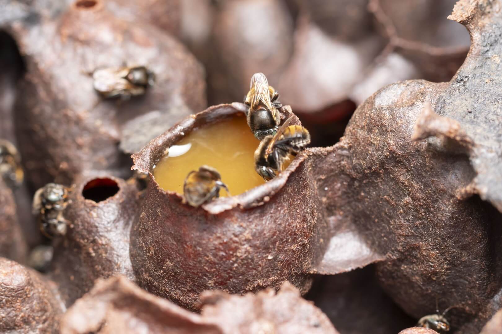 Close-up of bees collecting liquid from a honey-filled nest made of dark, textured wax cells.