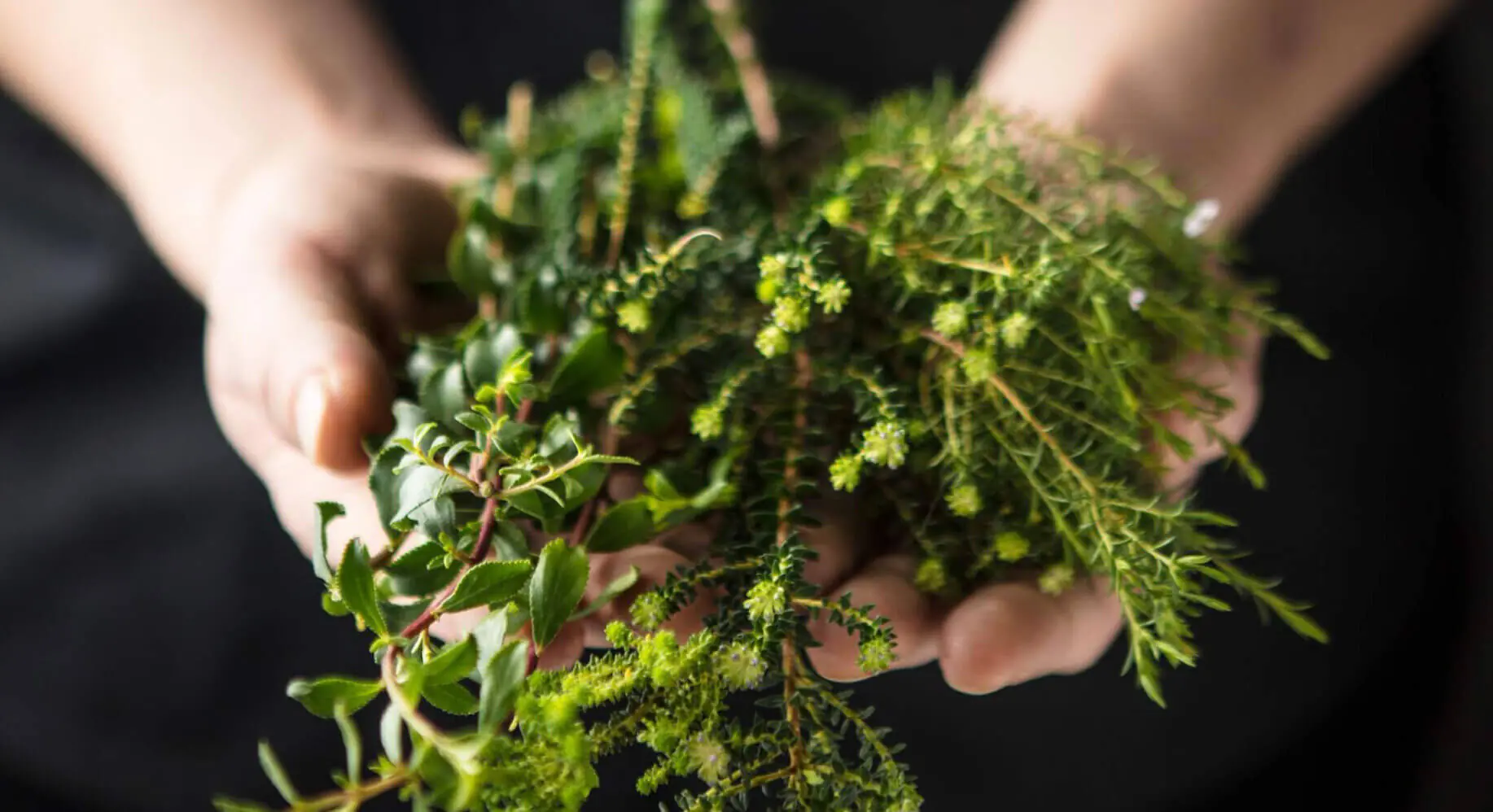 Hands holding a fresh bundle of green herbs against a dark background, highlighting natural textures and leaves.
