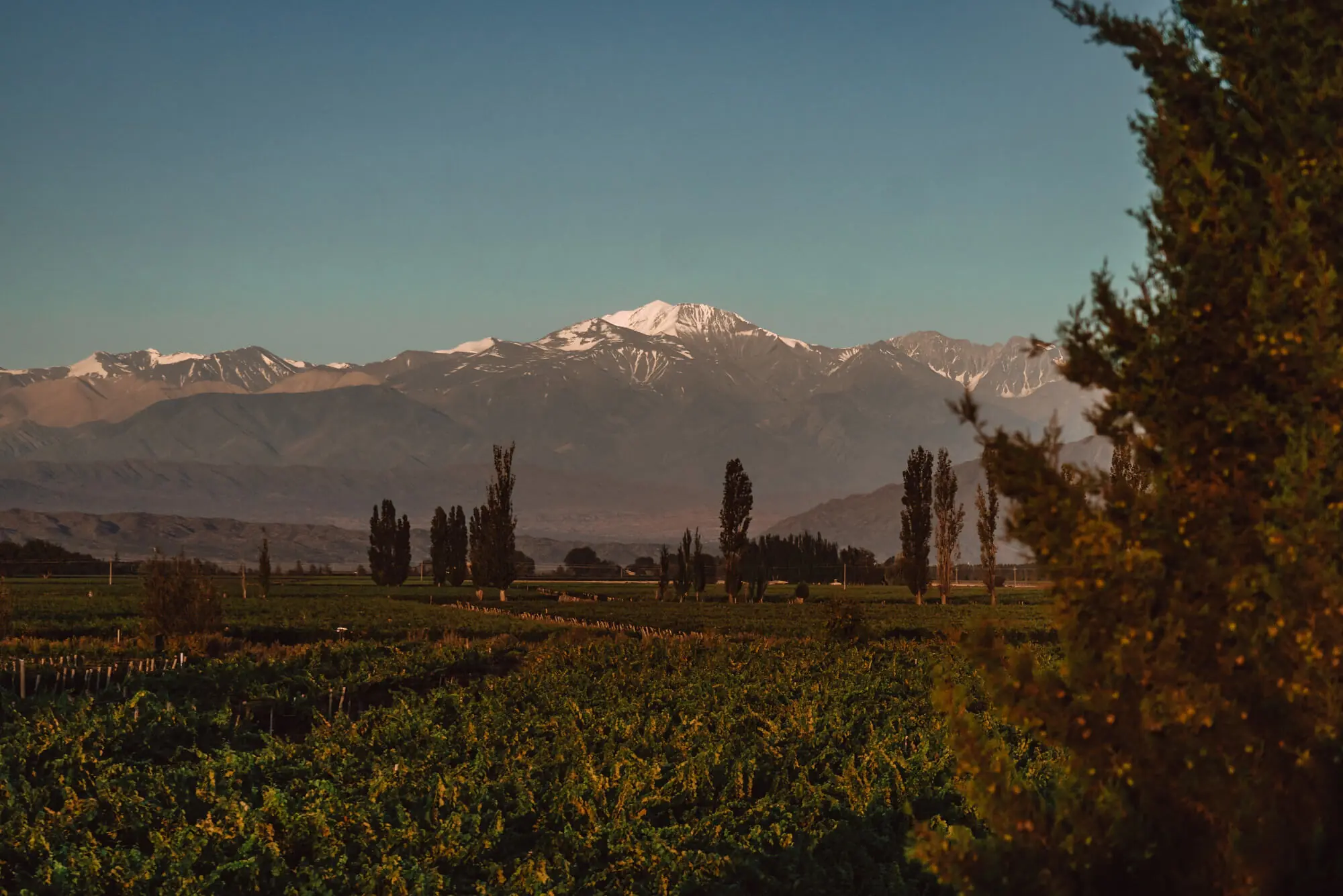 Green farmland with tall trees and snow-capped mountains glowing in warm evening light.