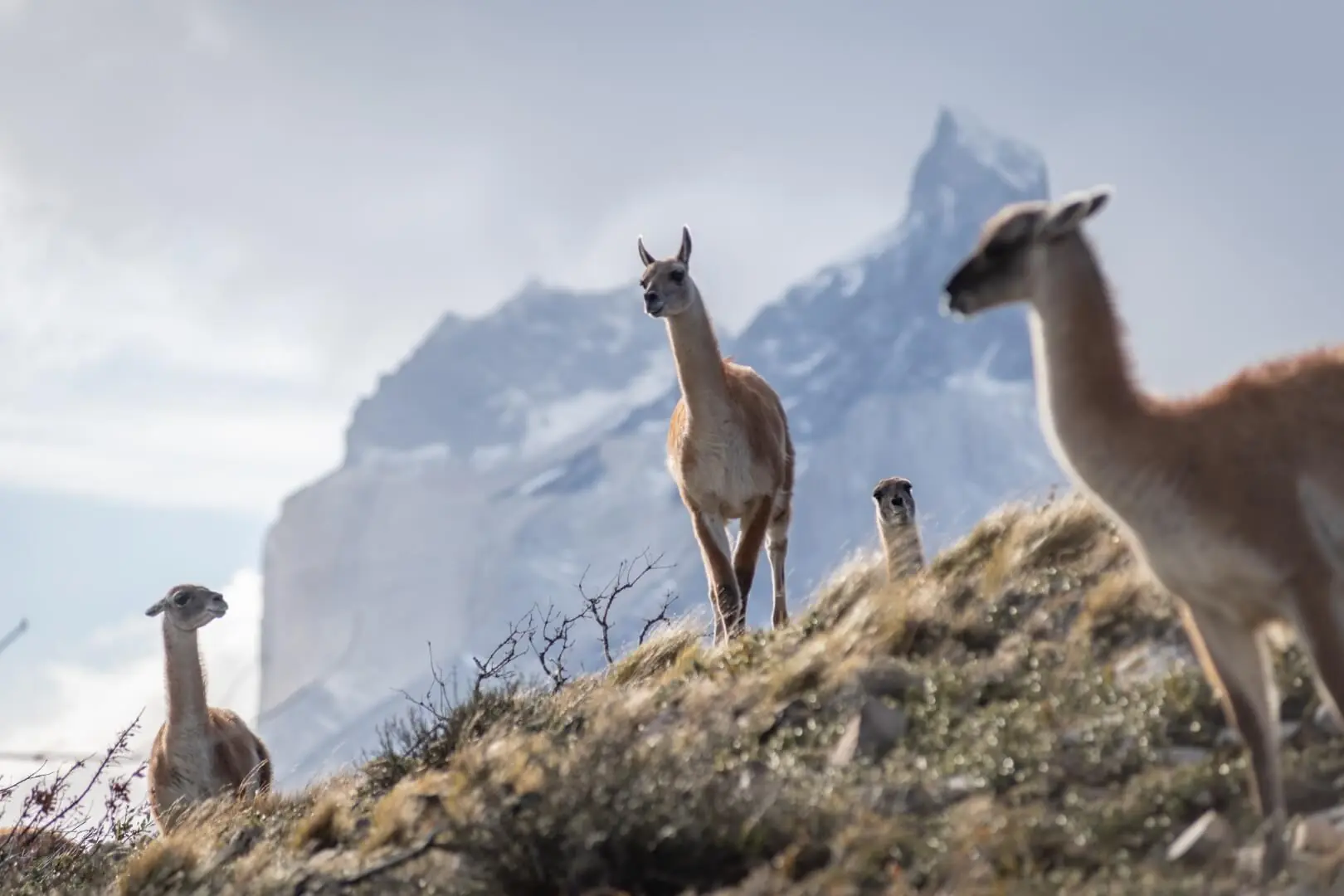 Guanacos standing on a grassy hillside with a dramatic snow-capped mountain rising in the background.