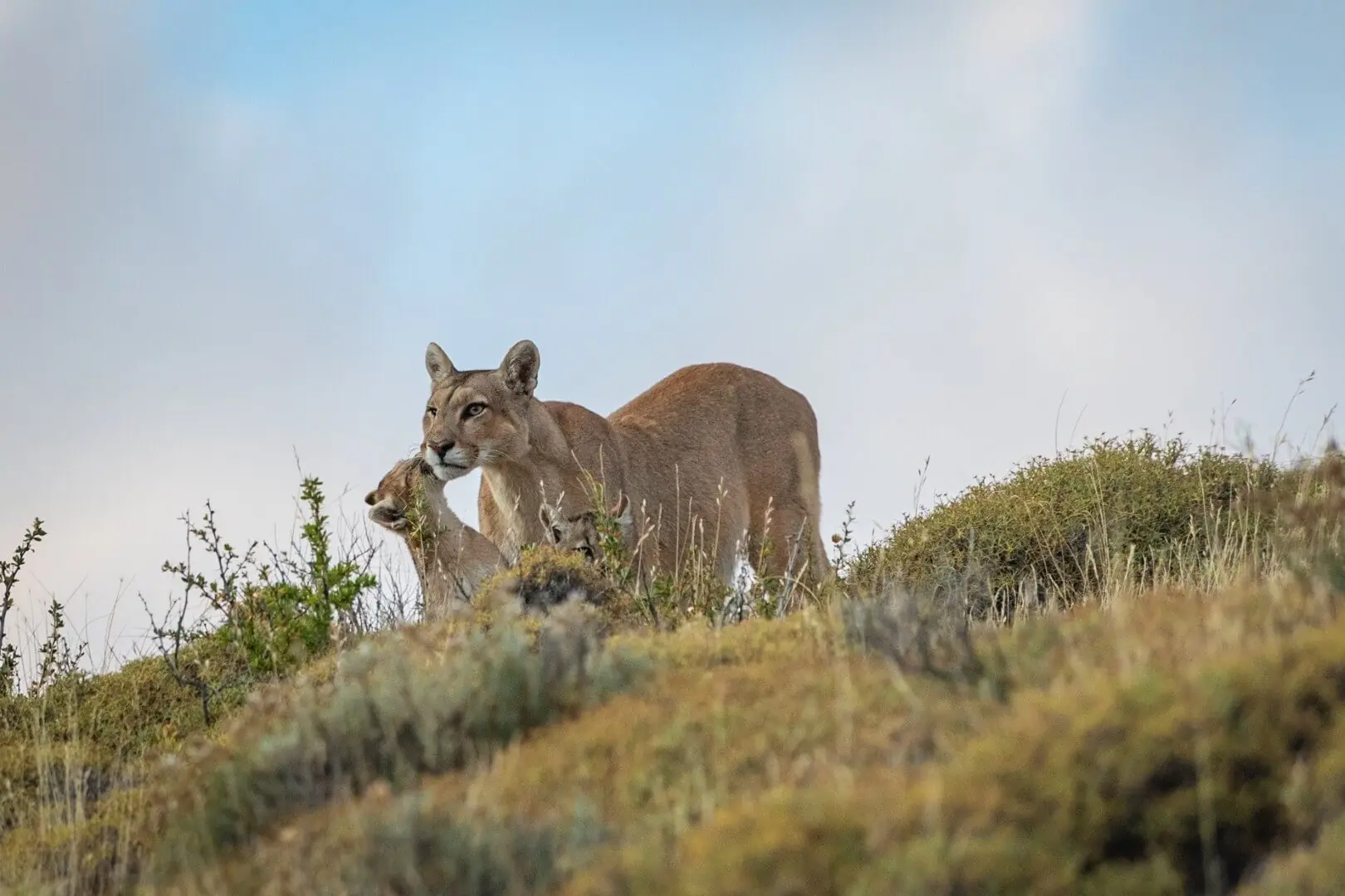 Adult puma standing alert on a grassy hillside with a cub partially hidden behind her under a pale sky.