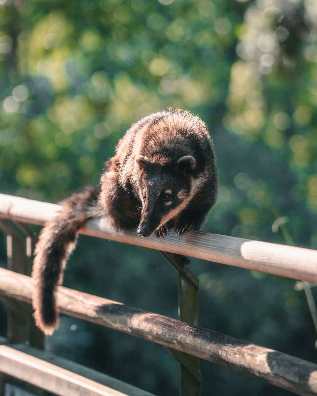 A curious coati balances on a railing, pausing mid-step against a soft blur of green forest.