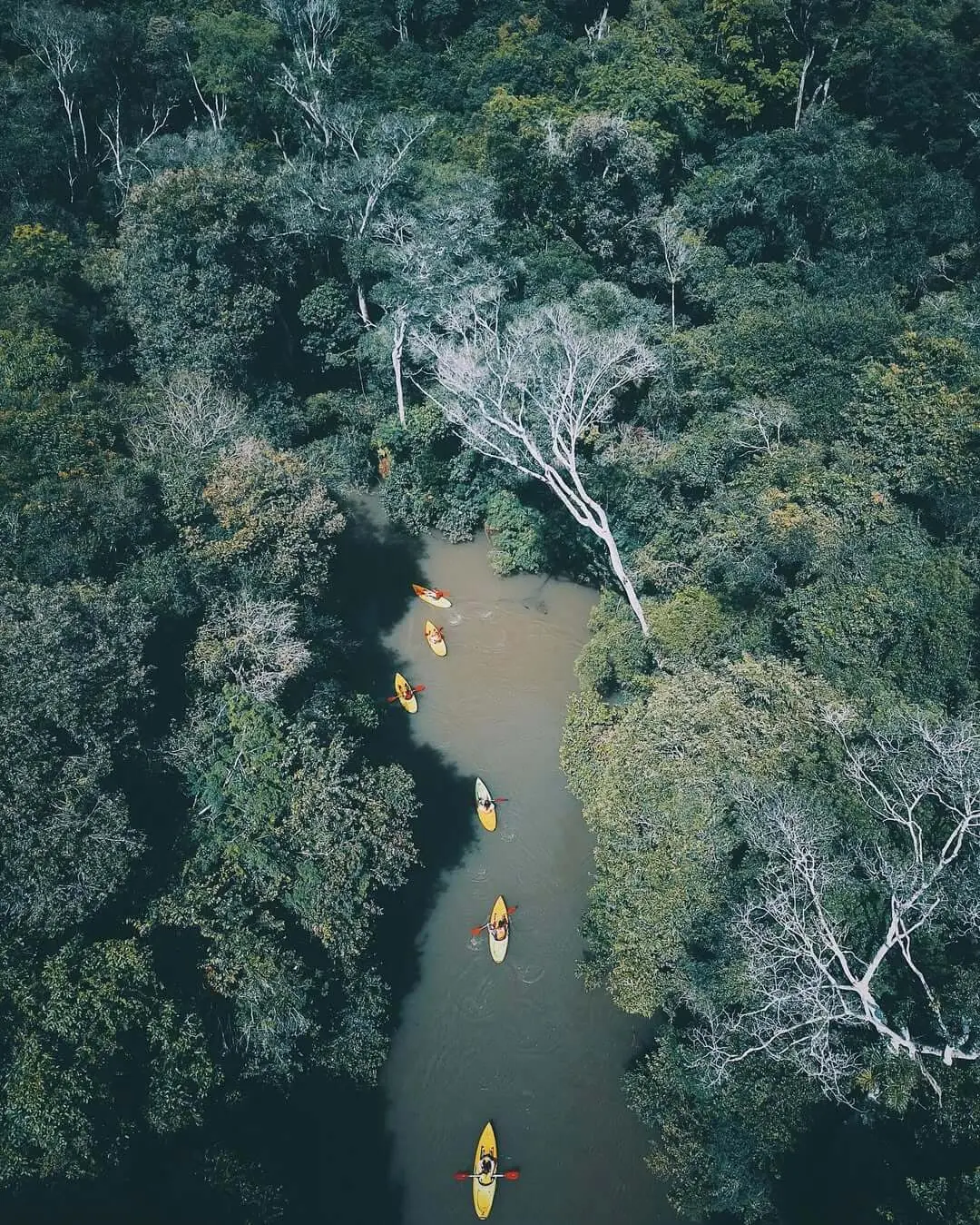 Aerial view of kayakers paddling a narrow river through dense green forest.