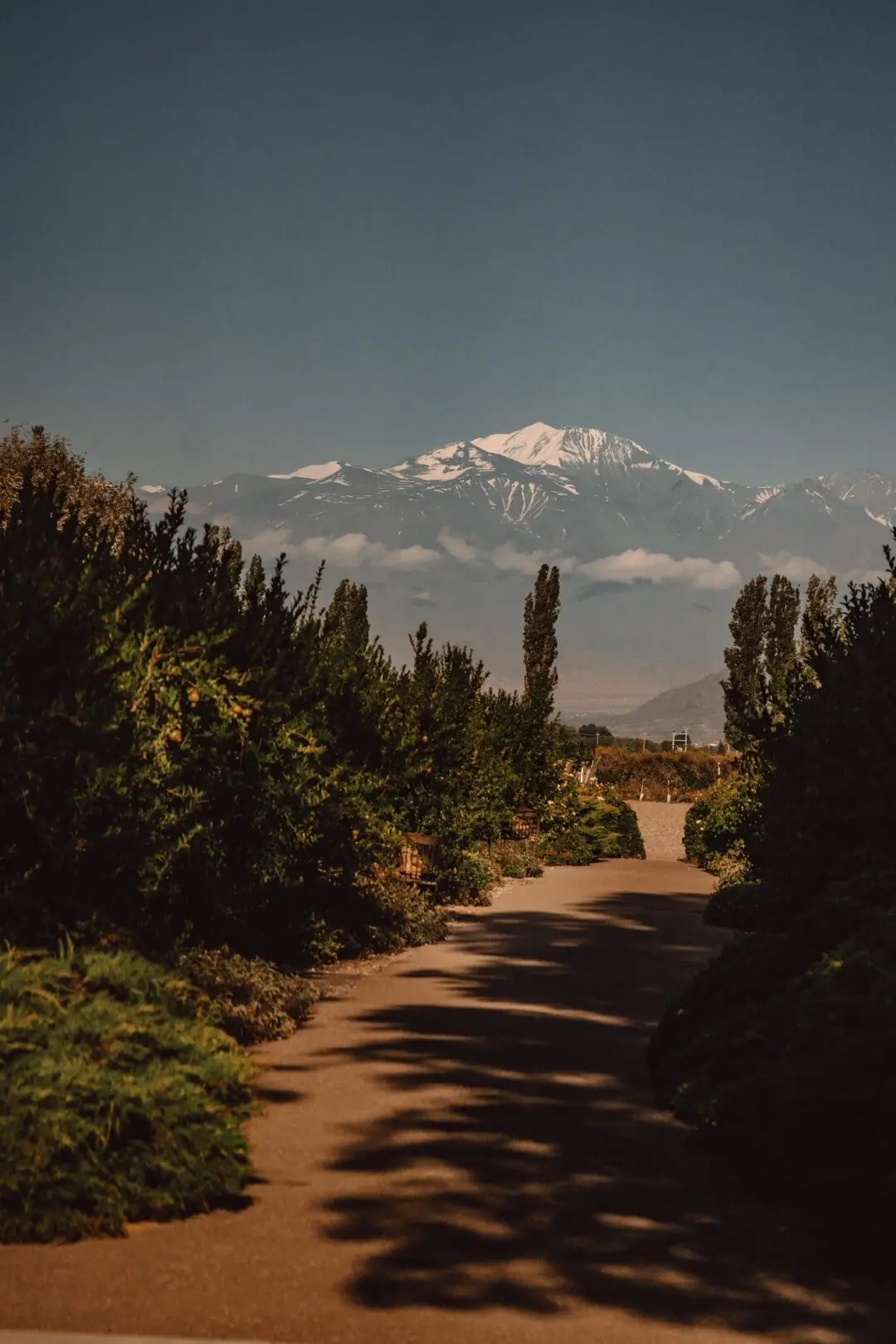 Tree-lined path leading toward a distant snow-capped mountain under a clear sky.