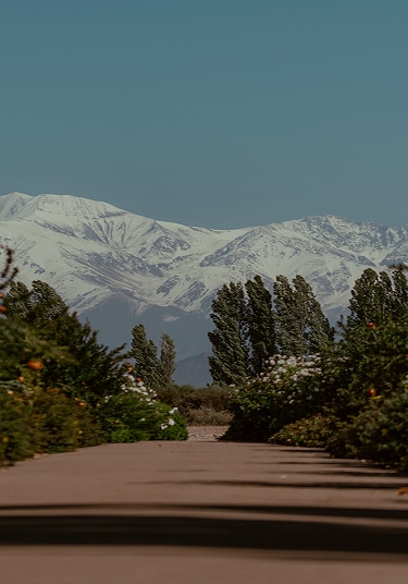 Paved path in Mendoza, Argentina lined with flowering bushes, leading to snow-capped Andes under clear sky.