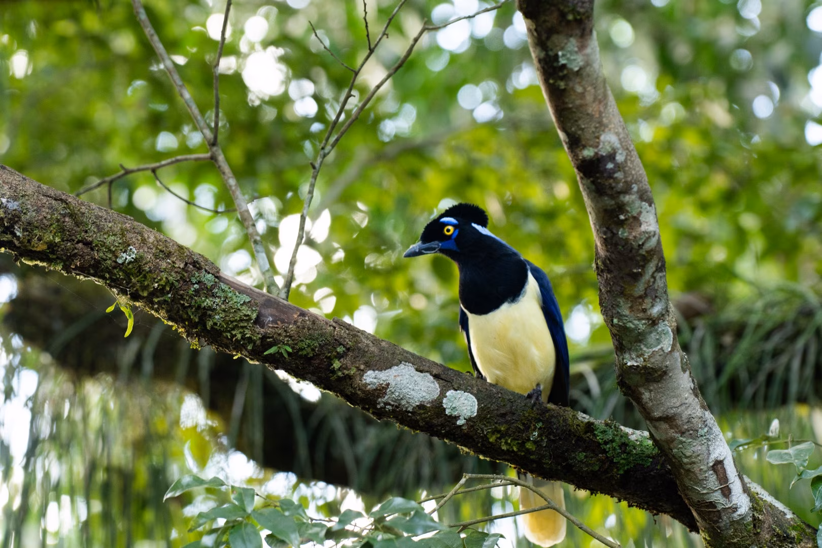 Black and yellow tropical bird perched on a mossy tree branch amid lush green forest foliage.