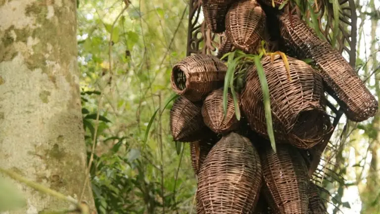 Woven wicker human-shaped sculpture hanging among trees in dense forest.