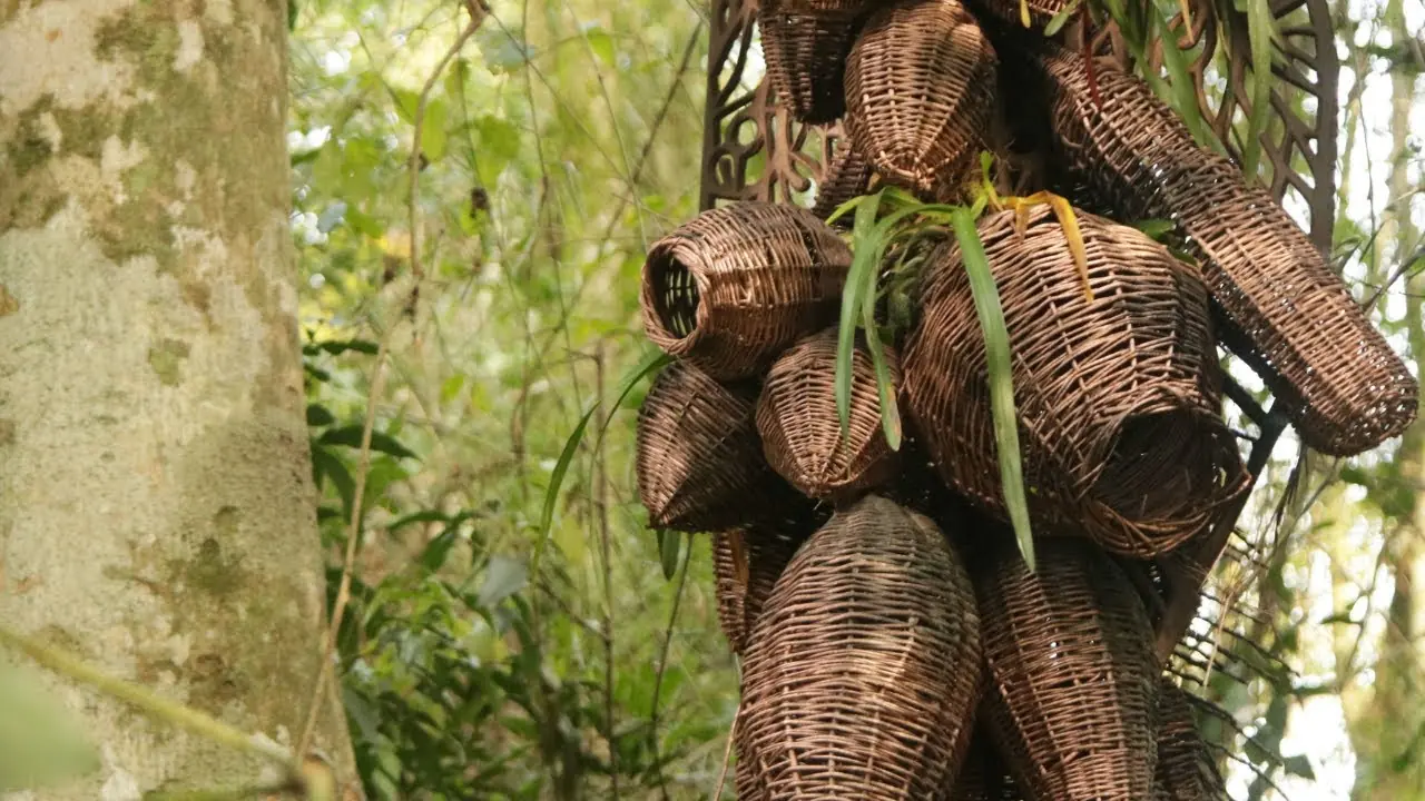 Woven Wicker Human-Shaped Sculpture Hanging Among Trees In Dense Forest.