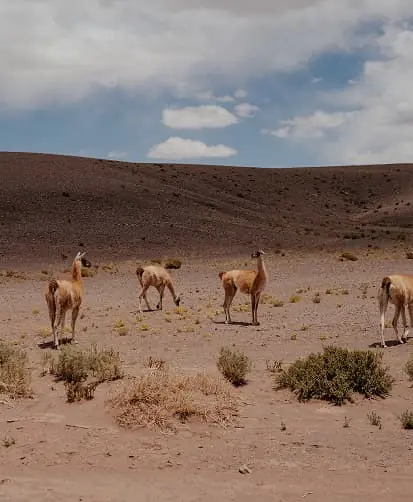 Group Of Wild Llamas Walking Across A Dry, Open Desert Landscape Under A Partly Cloudy Sky.