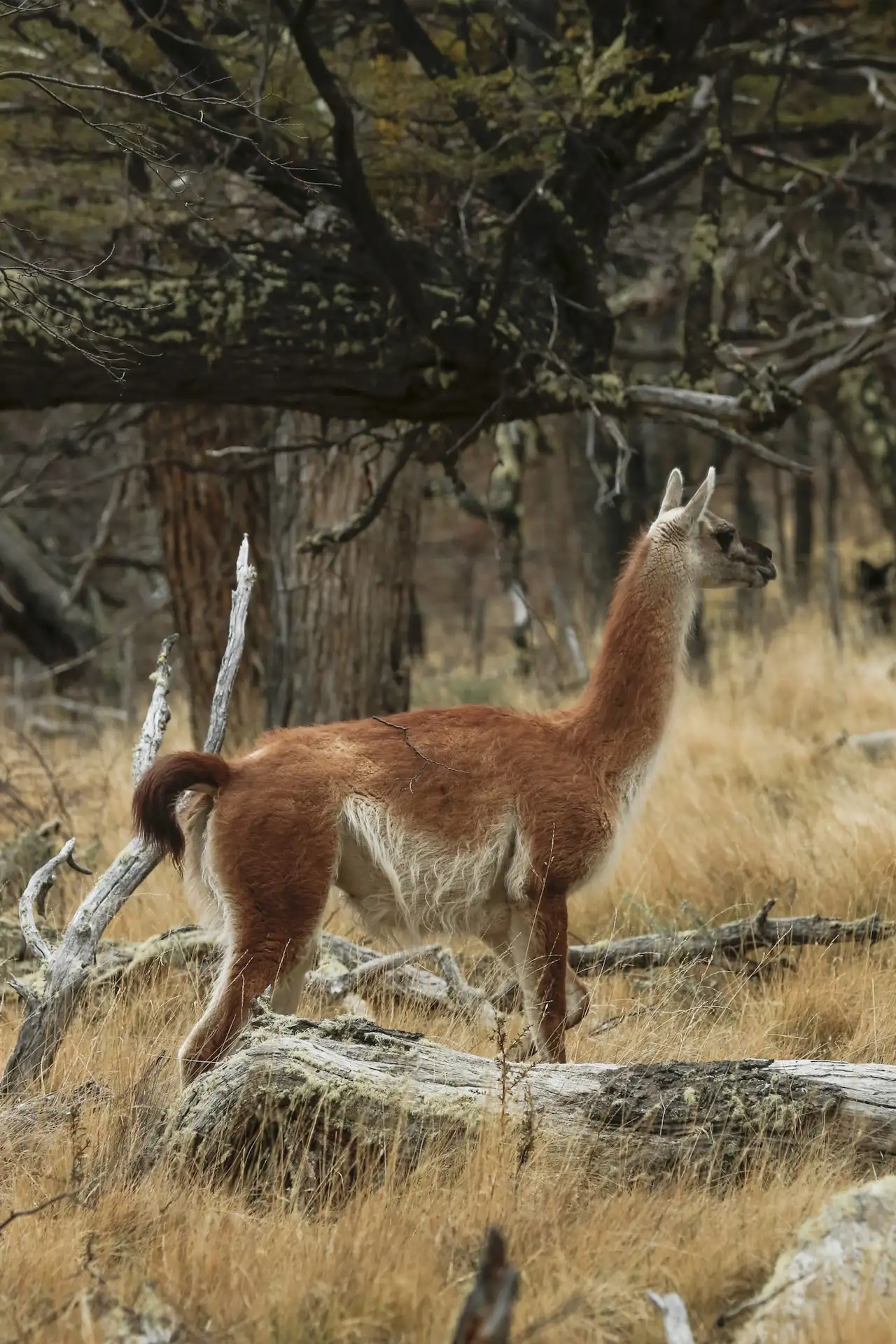 Wild guanaco standing gracefully in the rugged Atacama Desert landscape, showcasing its soft brown coat and alert posture under the clear blue sky – a glimpse of the unique wildlife guests may encounter while staying at Awasi.