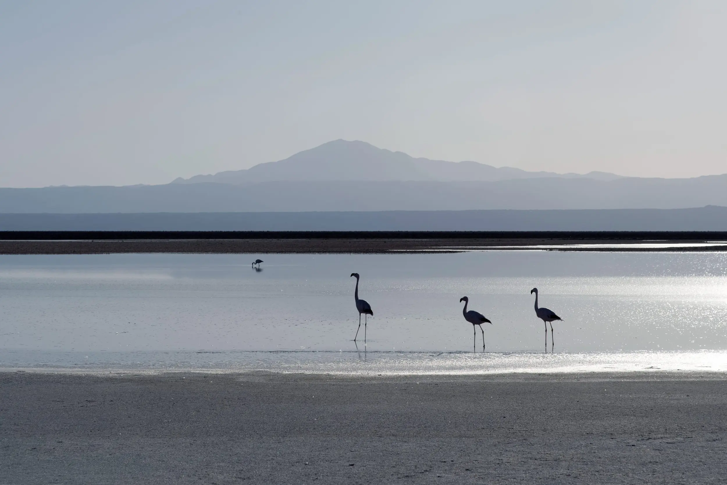 Chaxa lagoon