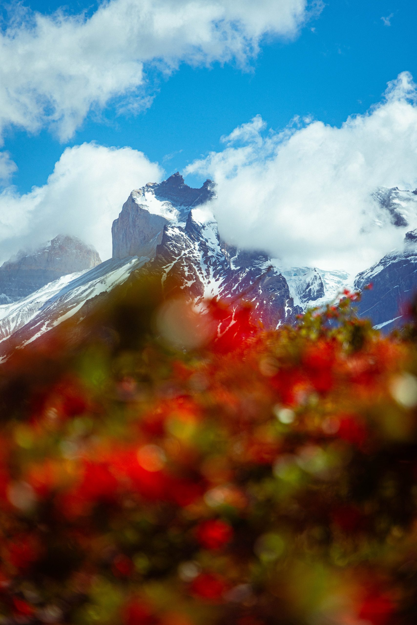 Snow-capped mountain peaks rising above red wildflowers, with drifting clouds against a bright blue sky.