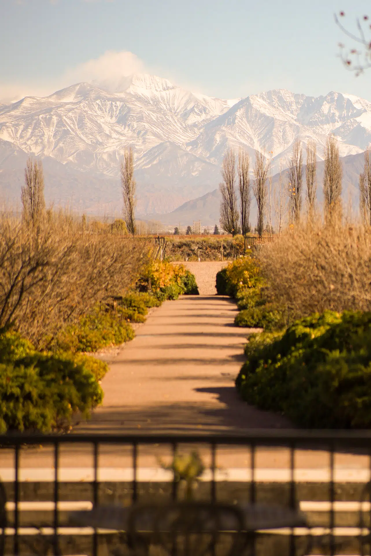 Scenic pathway lined with winter trees leading to snow-capped mountains under a clear sky