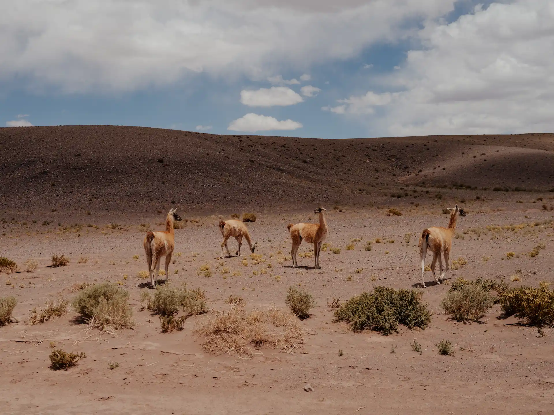 Group of wild camelids standing in a dry desert landscape with sparse shrubs and rolling hills.