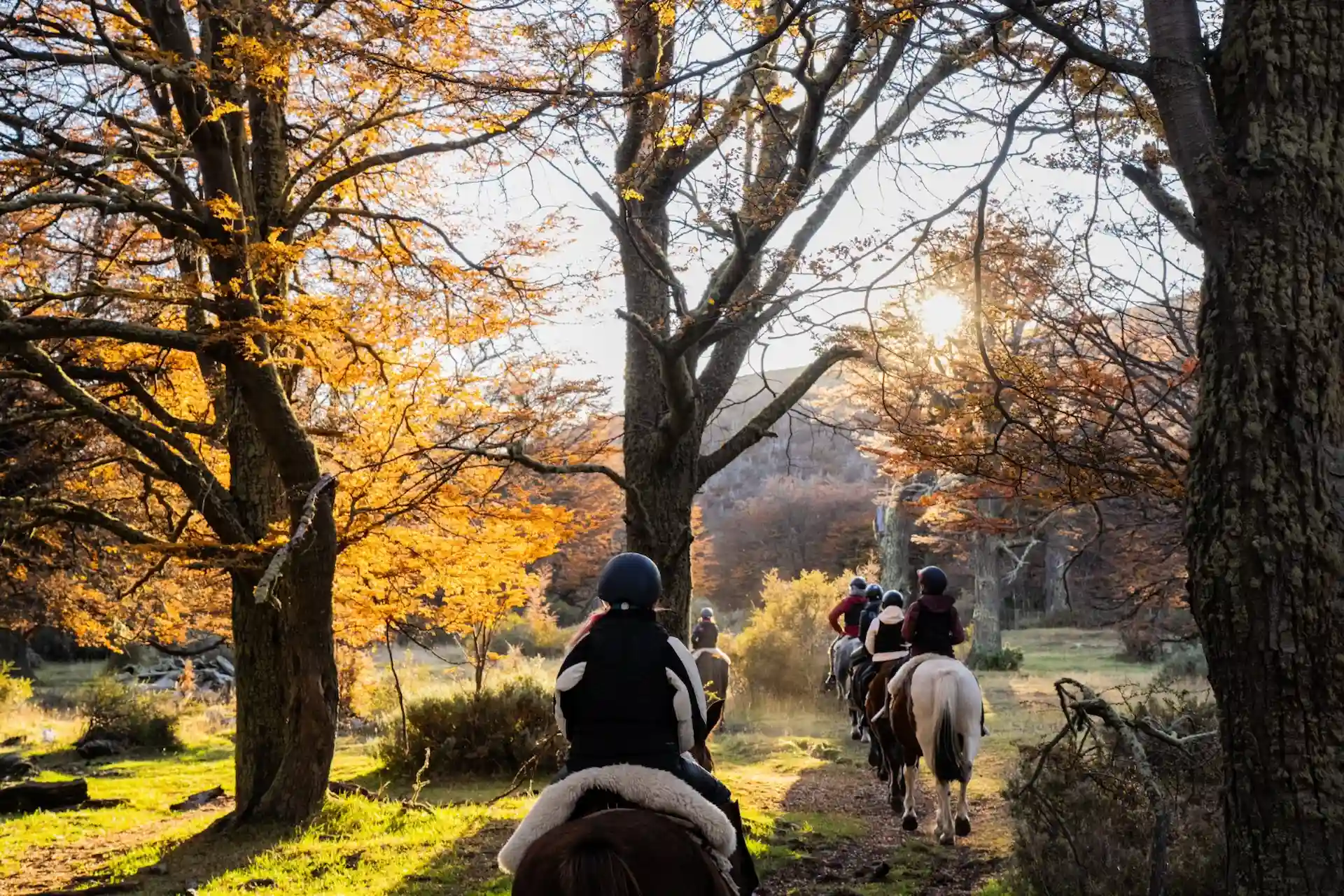 People riding horses in the wood