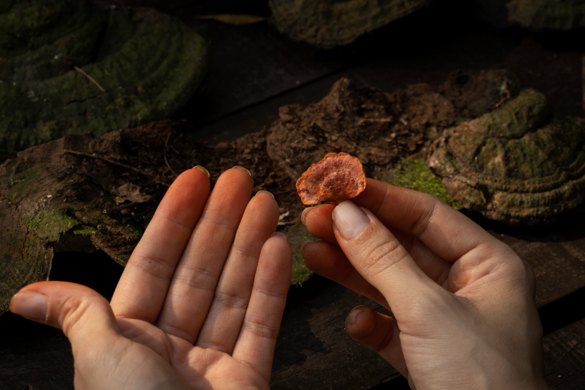 Close up of hands holding a small orange mushroom found in the rainforest during an excursion with Awasi Iguazu