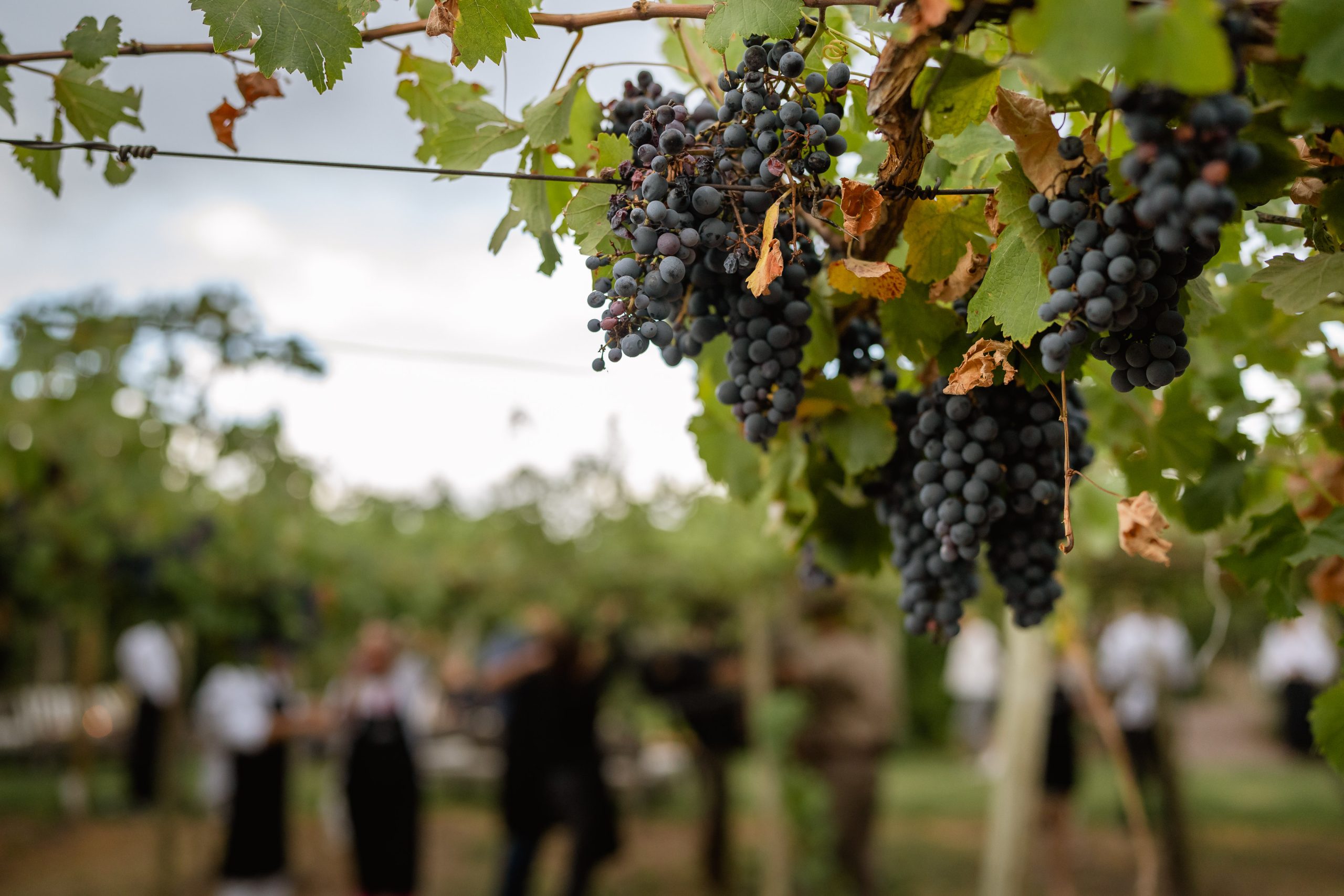 Clusters of ripe purple grapes hanging on a vine, with people blurred in the background at a vineyard.