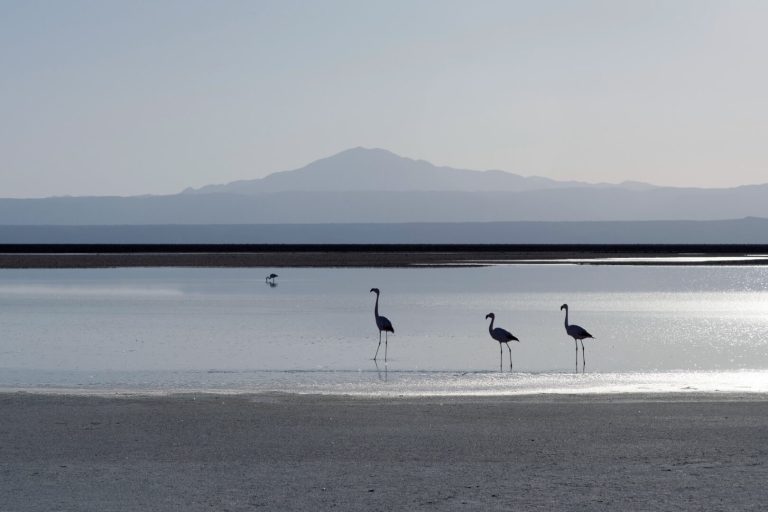 Flamingos wading gracefully in the turquoise waters of Laguna Chaxa, Salar de Atacama, Chile, surrounded by salt flats and desert mountains, showcasing the vibrant wildlife and unique landscapes near Awasi.