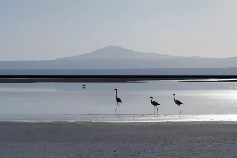 Flamingos Wading Gracefully In The Turquoise Waters Of Laguna Chaxa, Salar De Atacama, Chile, Surrounded By Salt Flats And Desert Mountains, Showcasing The Vibrant Wildlife And Unique Landscapes Near Awasi.