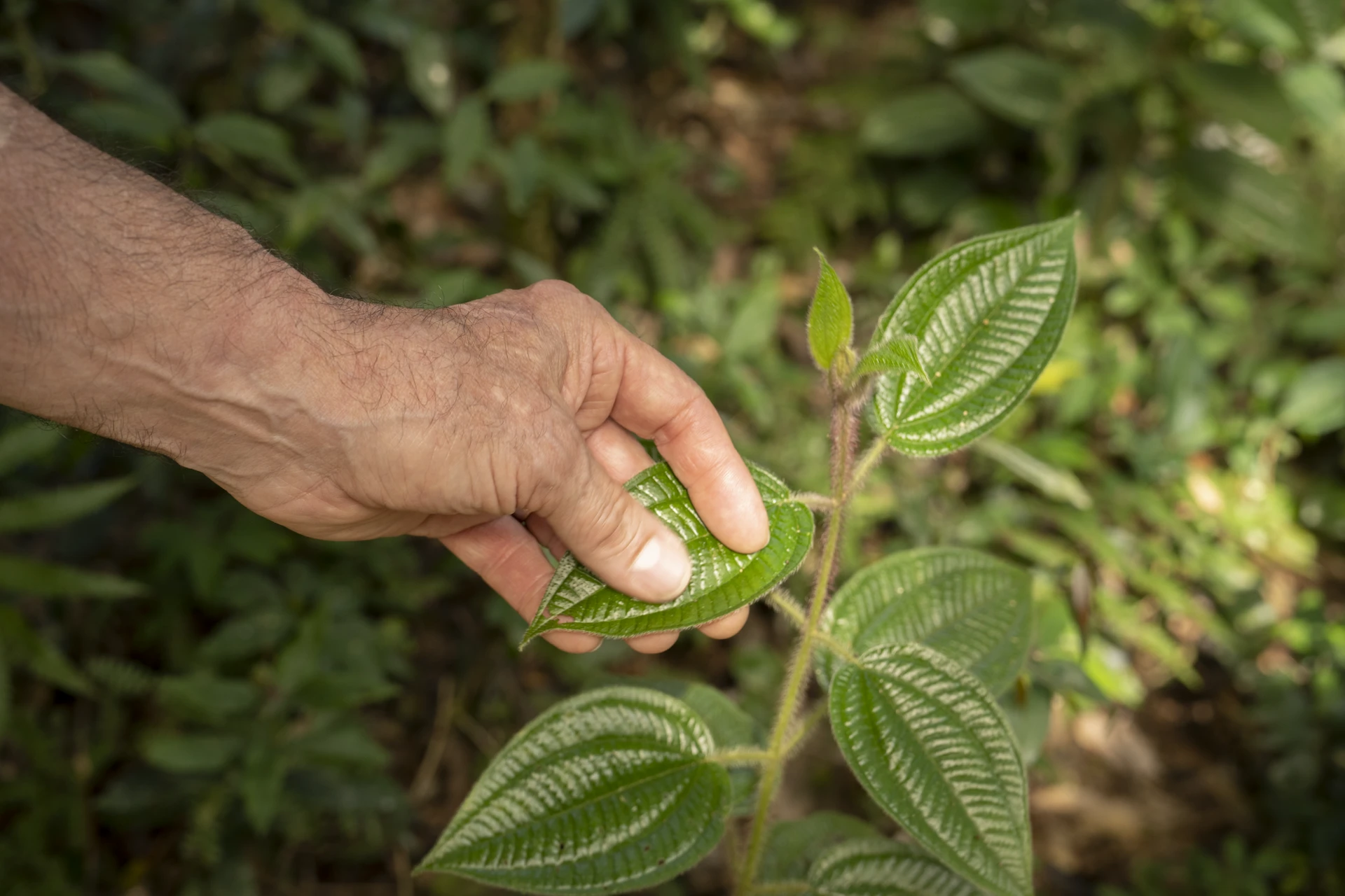 Hand touching a textured green leaf during a guided nature walk through the atlantic rainforest at awasi iguazu