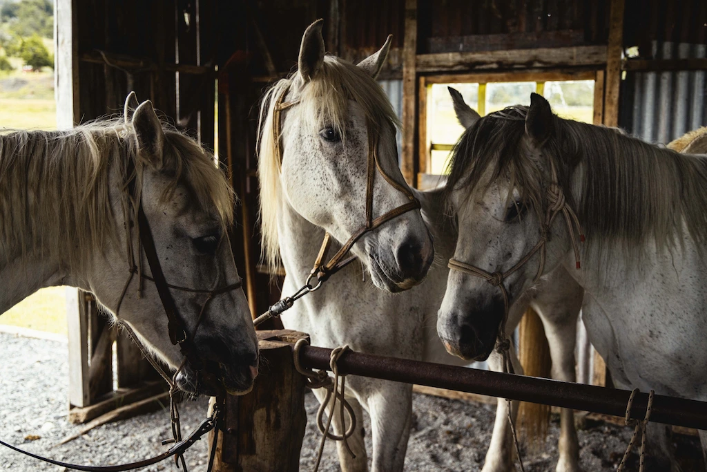 Three white horses standing inside a stable with soft natural light.