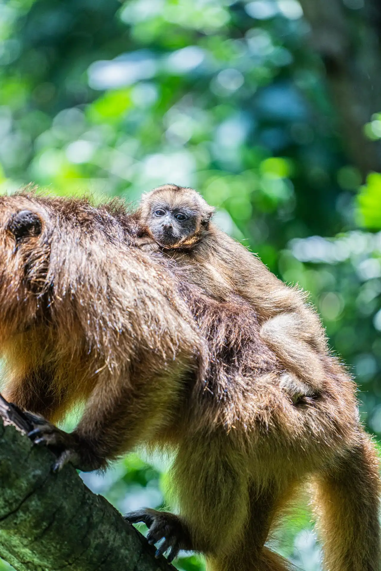 Baby monkey clinging to its mother on a tree branch in a lush green forest