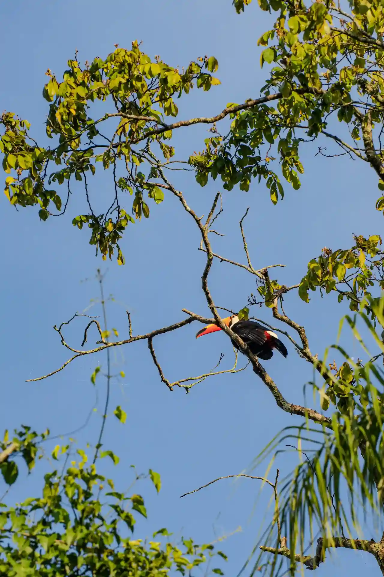 Colorful toucan perched on a tree branch surrounded by green leaves against a clear blue sky