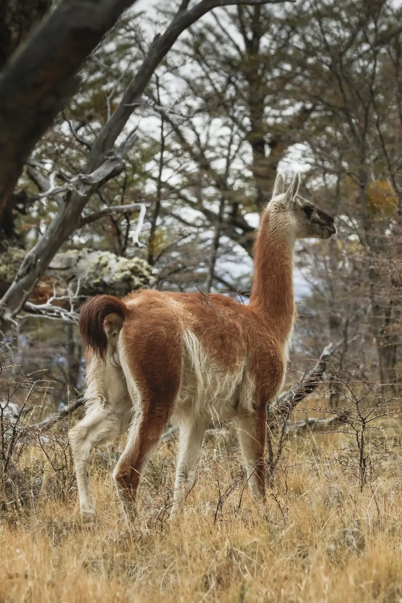 Llama standing in dry grassland with trees in the background in a natural Patagonian landscape