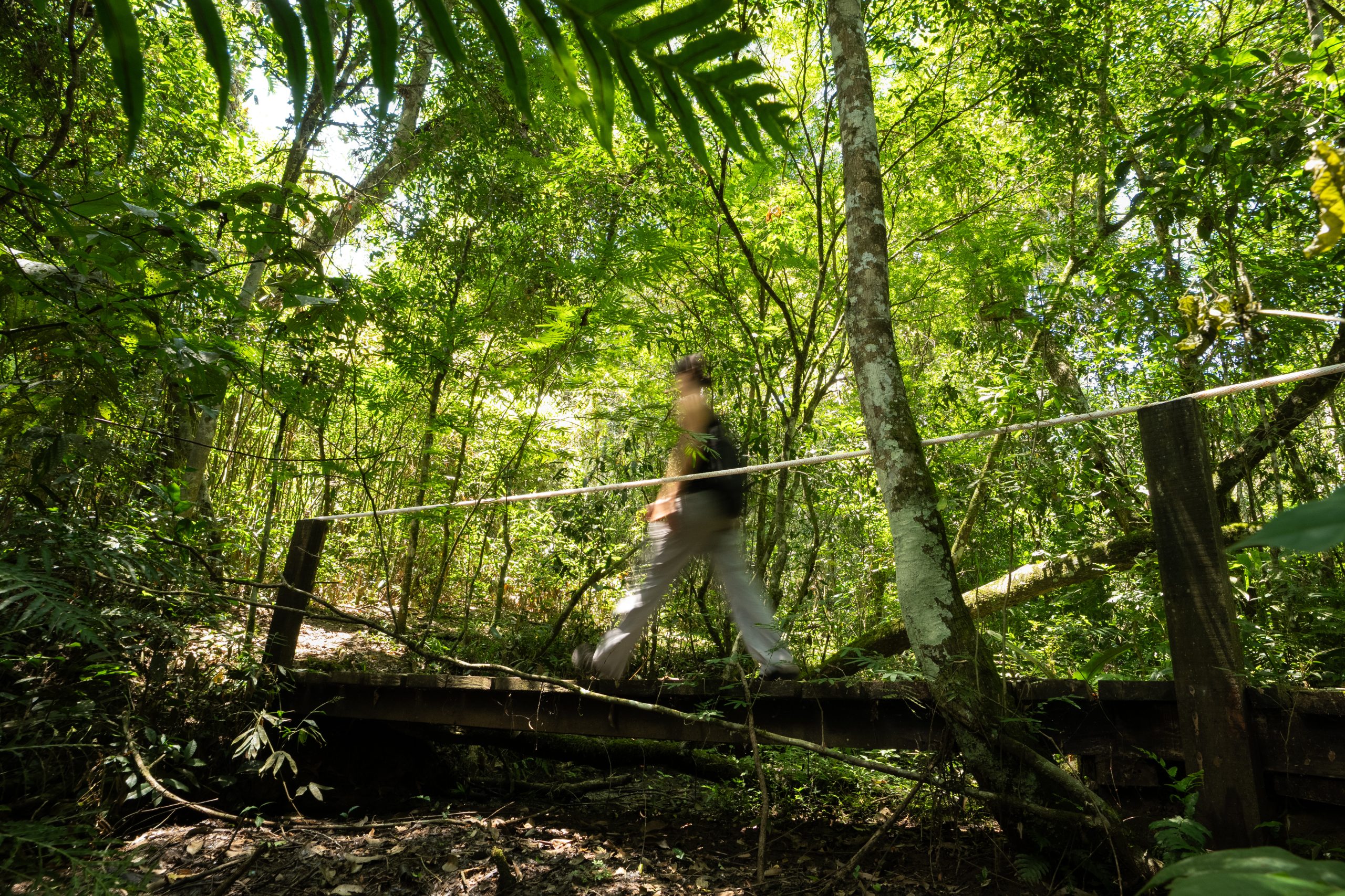 Person walking across a wooden bridge in a dense tropical forest surrounded by lush green vegetation