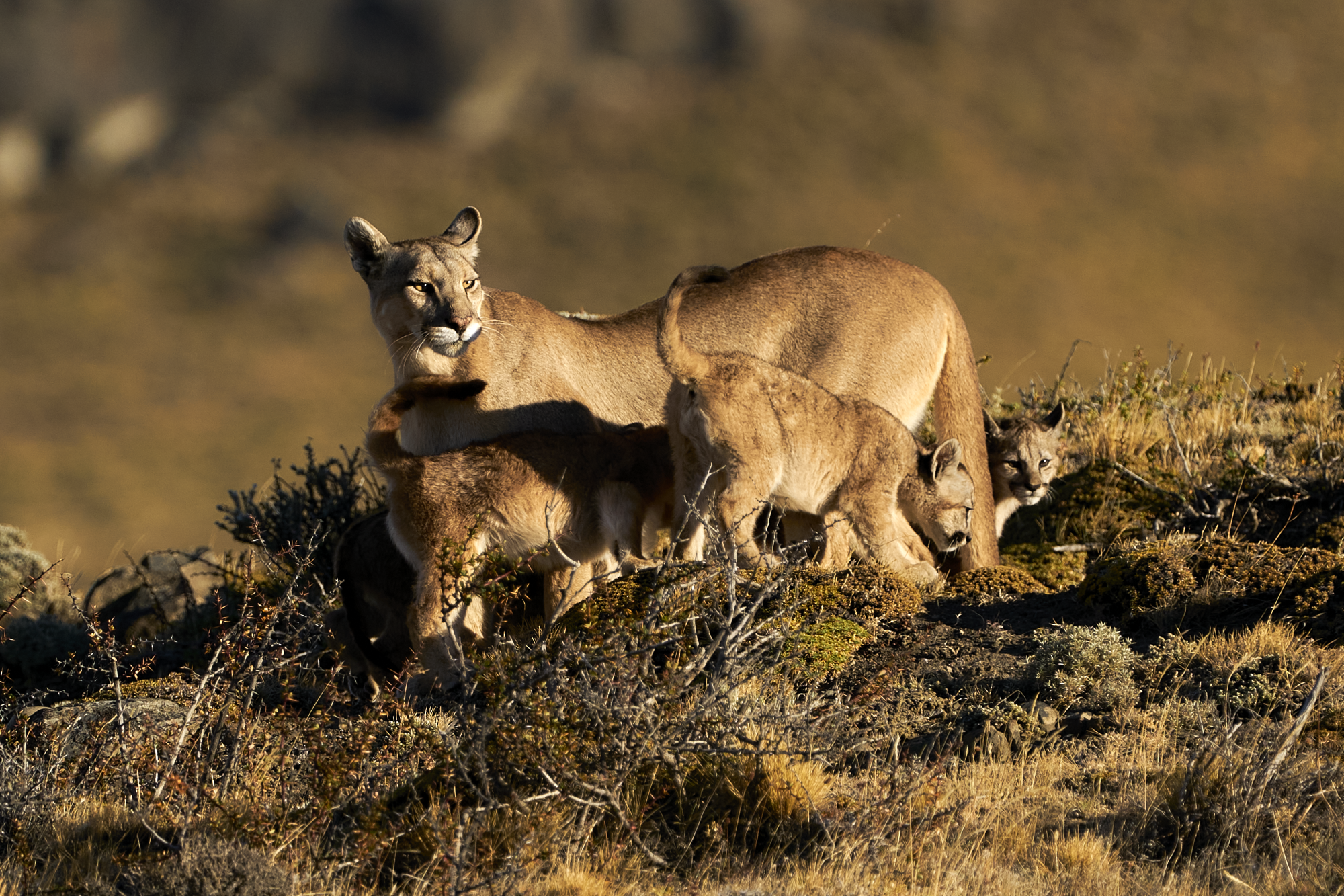 Cougar with cubs in a rugged mountain landscape standing on rocky terrain in warm golden light