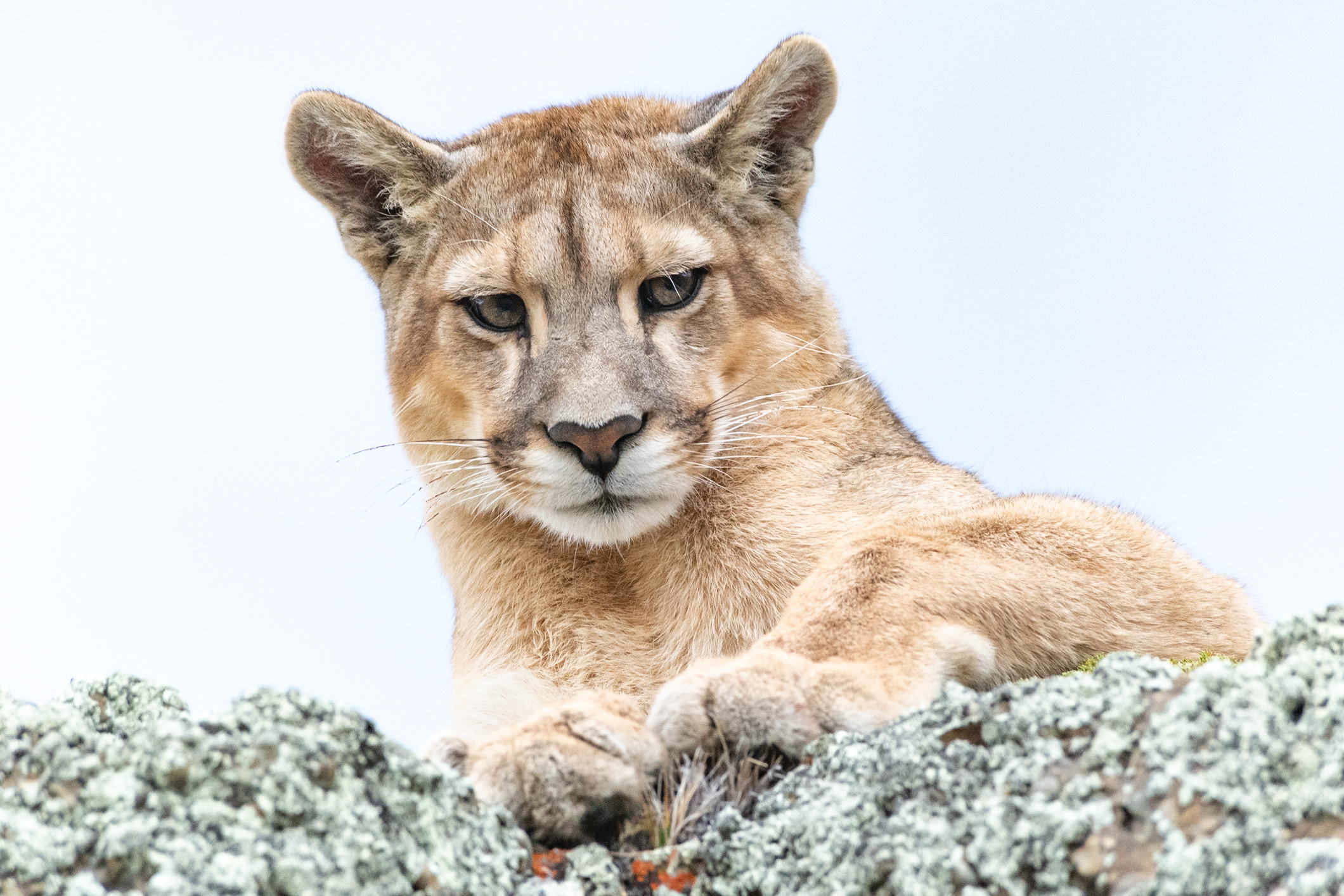 Close up of a cougar resting on a rock with alert eyes against a soft neutral background