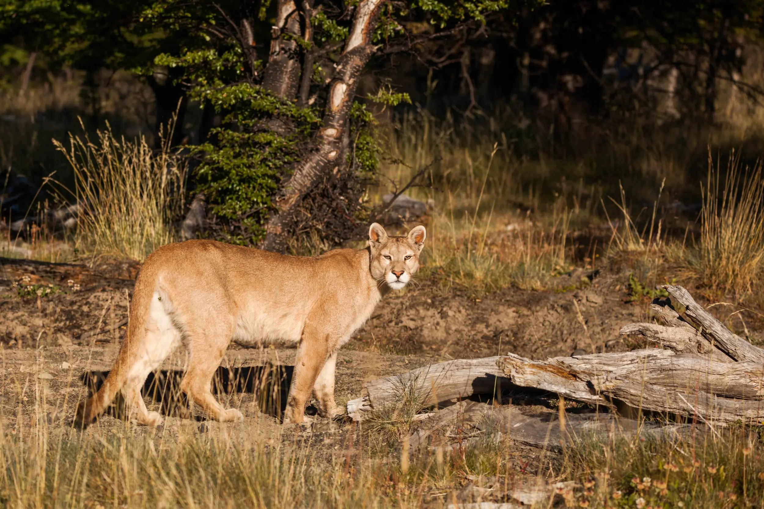 Mountain lion standing in a grassy woodland area beside fallen logs and trees.
