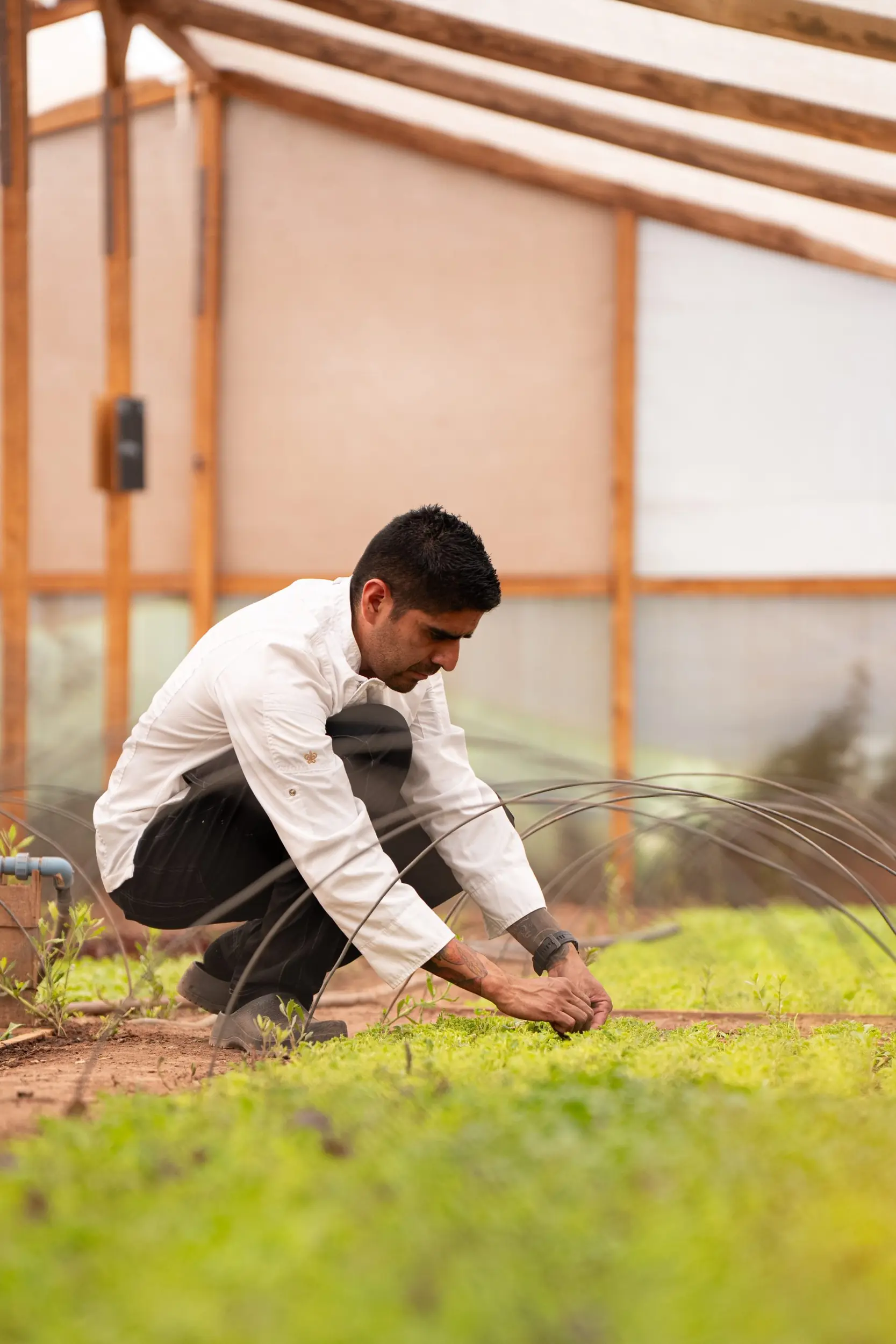 Chef Tending Plants In A Greenhouse Garden With Rows Of Fresh Greens And Irrigation Hoops.