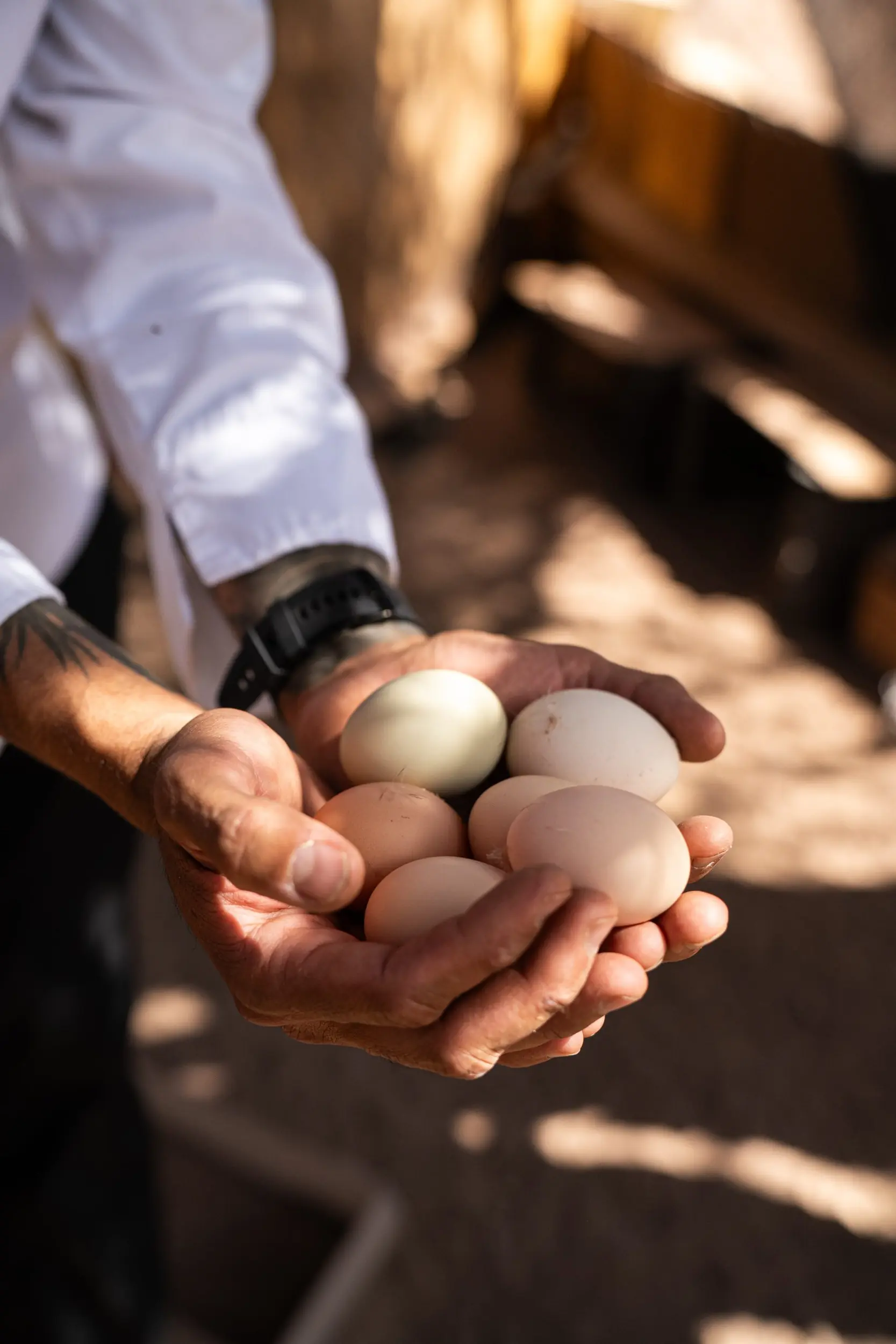 Hands Holding Freshly Gathered Farm Eggs Outdoors In Warm Natural Sunlight.
