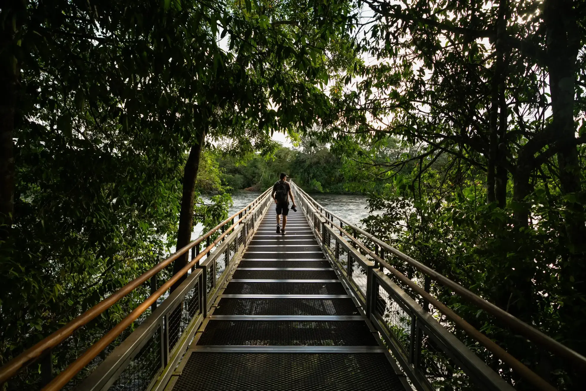 Person Walking Across A Narrow Bridge Surrounded By Dense Tropical Forest And Water At Sunset.