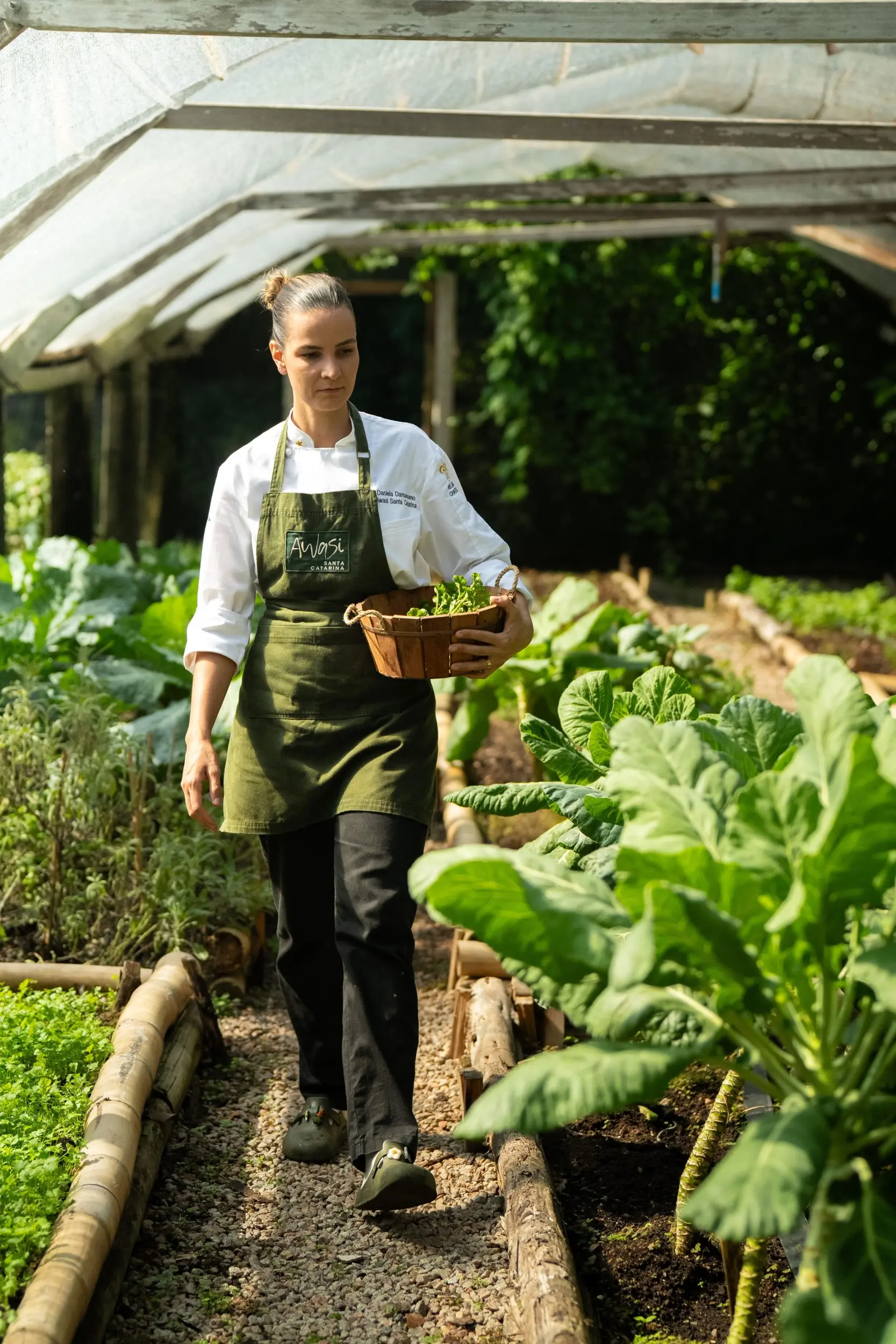 Chef In A Greenhouse Harvesting Fresh Vegetables While Carrying A Basket Through Garden Rows.