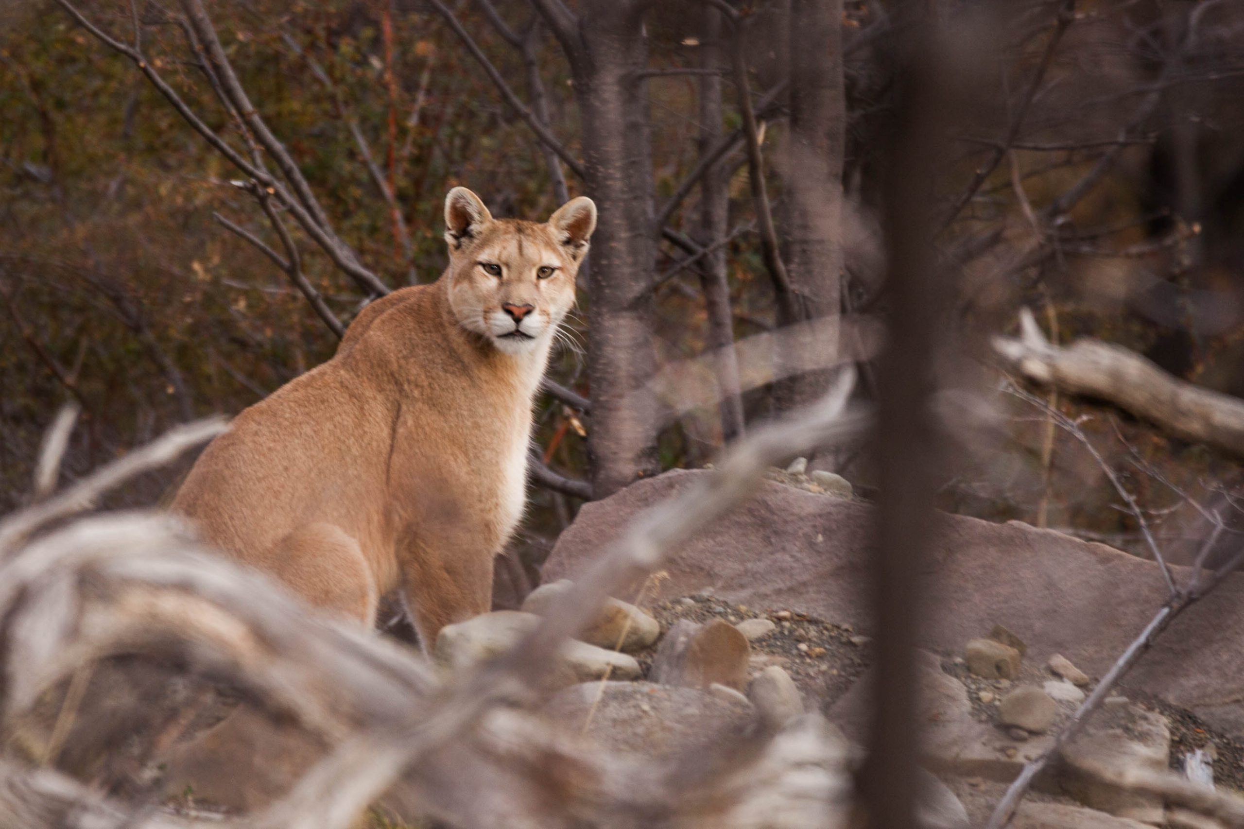 Mountain Lion Standing Among Rocks And Trees In A Wooded Natural Landscape.