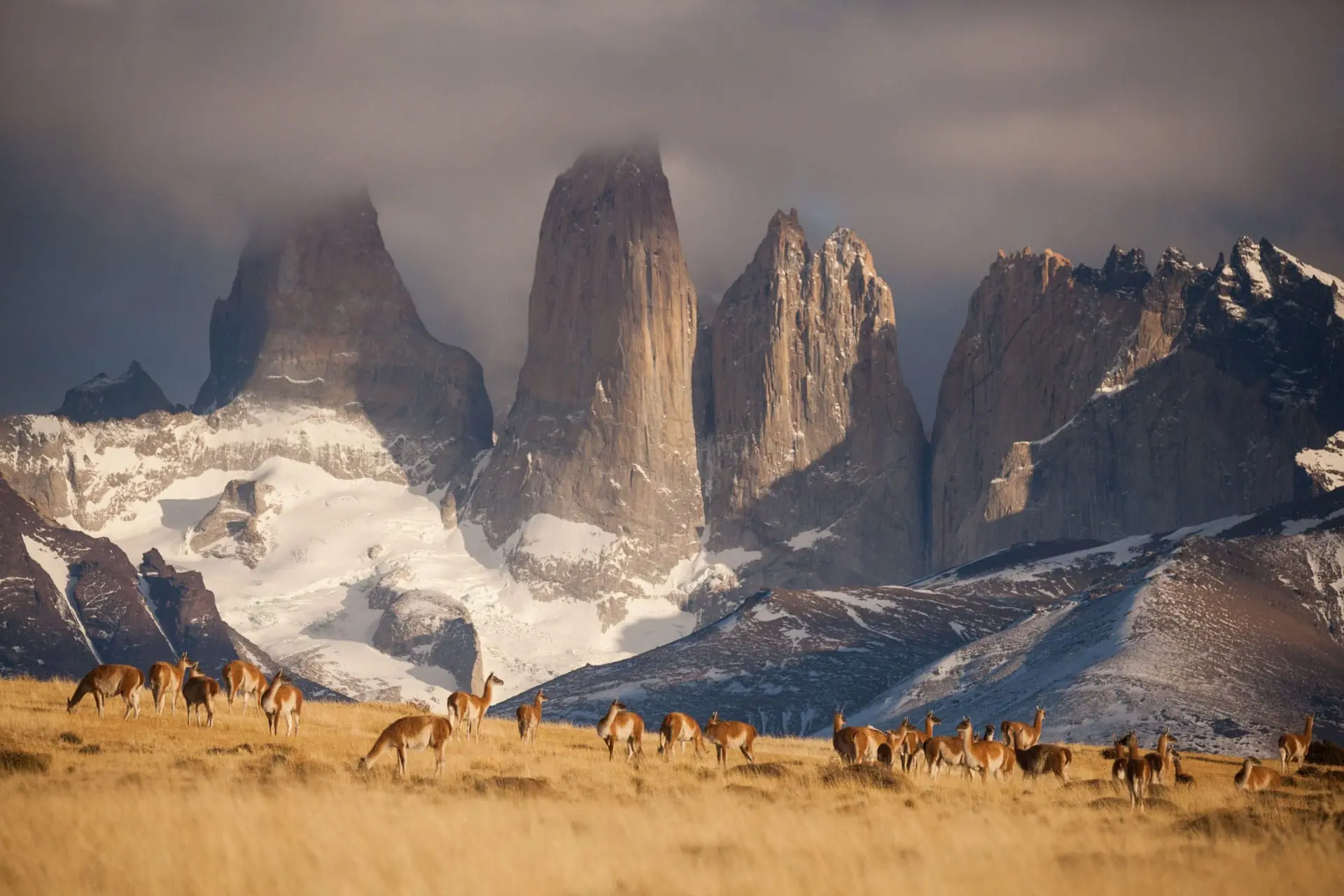 A Herd Of Guanacos Grazes In A Field Before Dramatic, Cloud-Shrouded Mountain Towers.