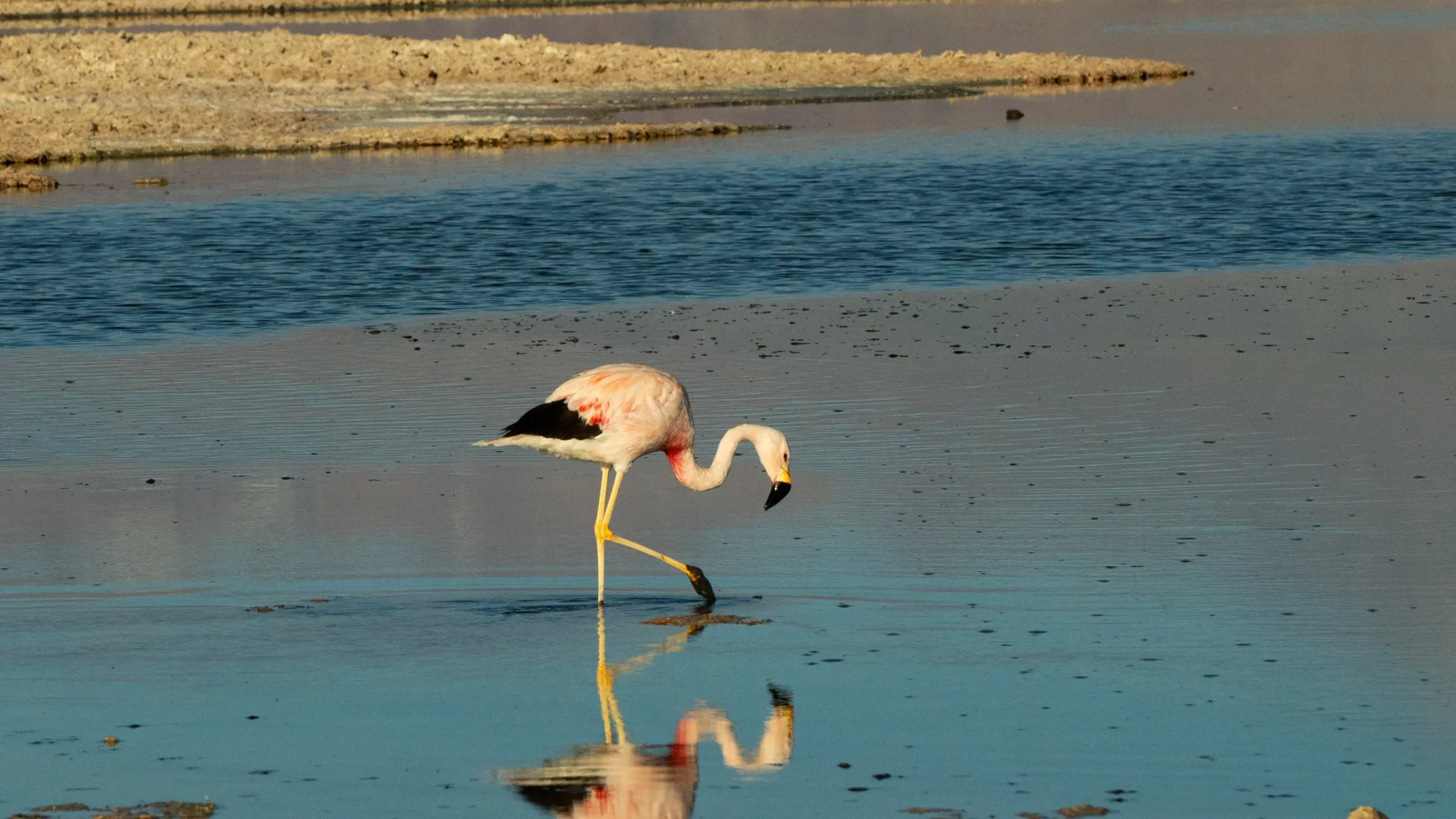 Flamingo Wading Through Shallow Water With Its Reflection Visible In A Calm Lagoon.