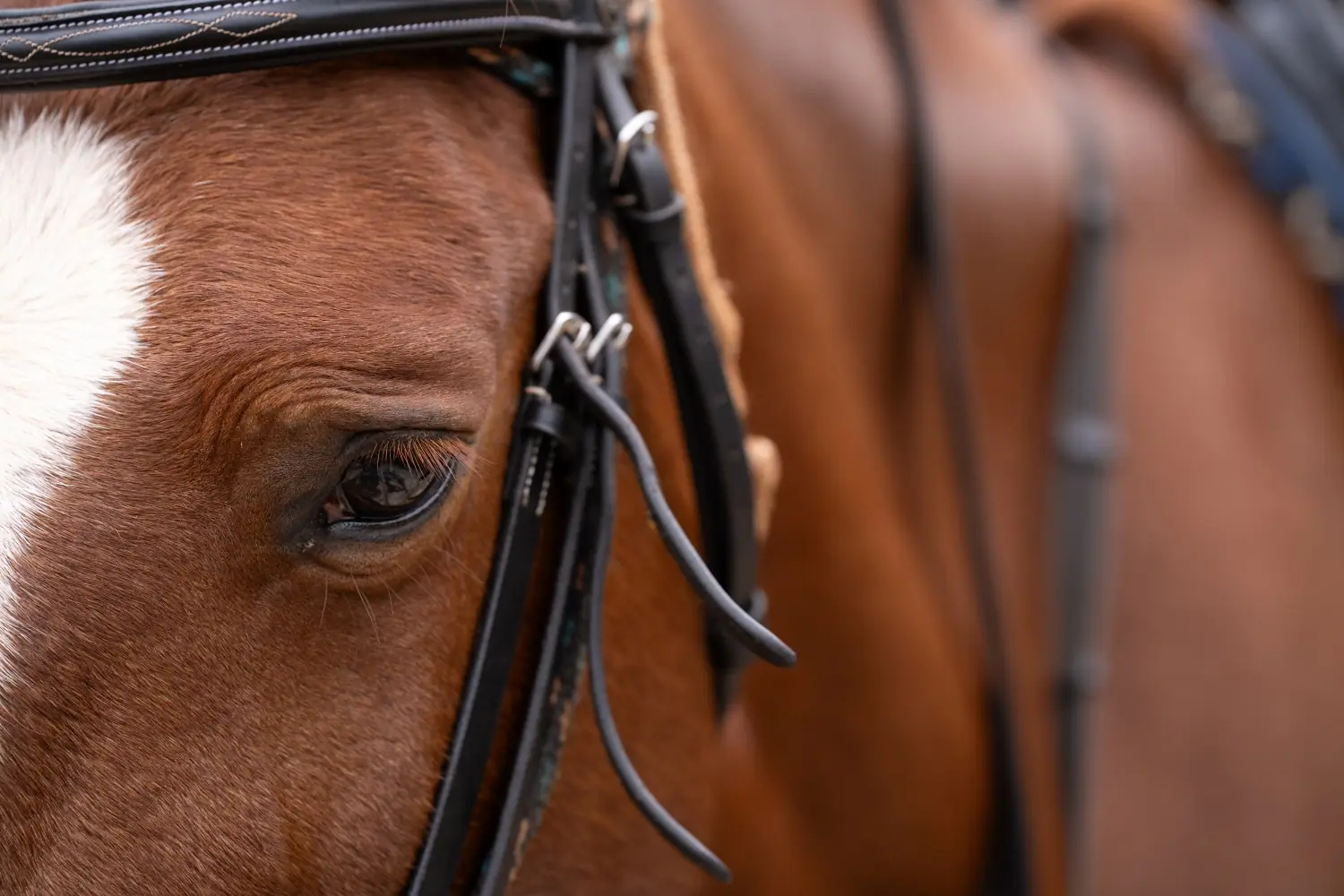 Close-Up Of A Brown Horse’s Eye And Bridle With A White Blaze Running Down Its Face.