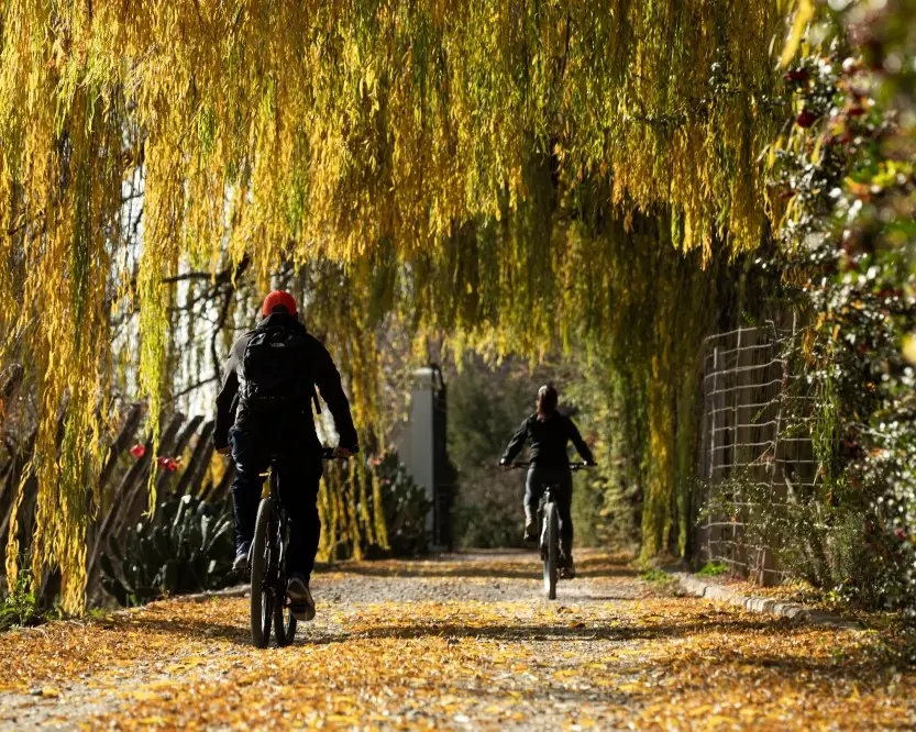 Two People Riding Bicycles Along A Sunlit Path Lined With Golden Willow Trees And Fallen Leaves.