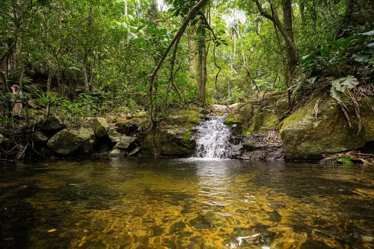 Small Waterfall Flowing Into A Clear Forest Pool Surrounded By Rocks And Dense Green Tropical Foliage.