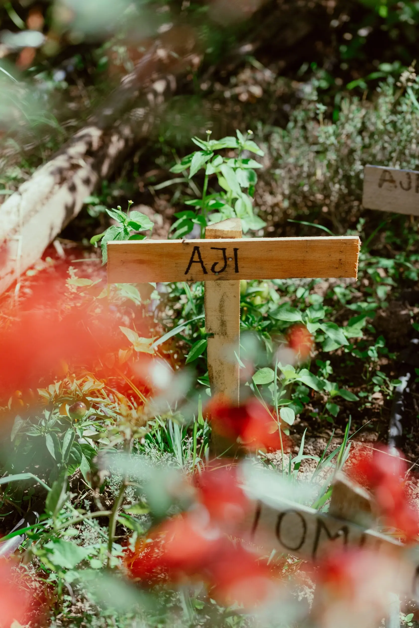 A Wooden Garden Sign Reading Ají Stands In A Sunny Garden Bed Surrounded By Green Plants.